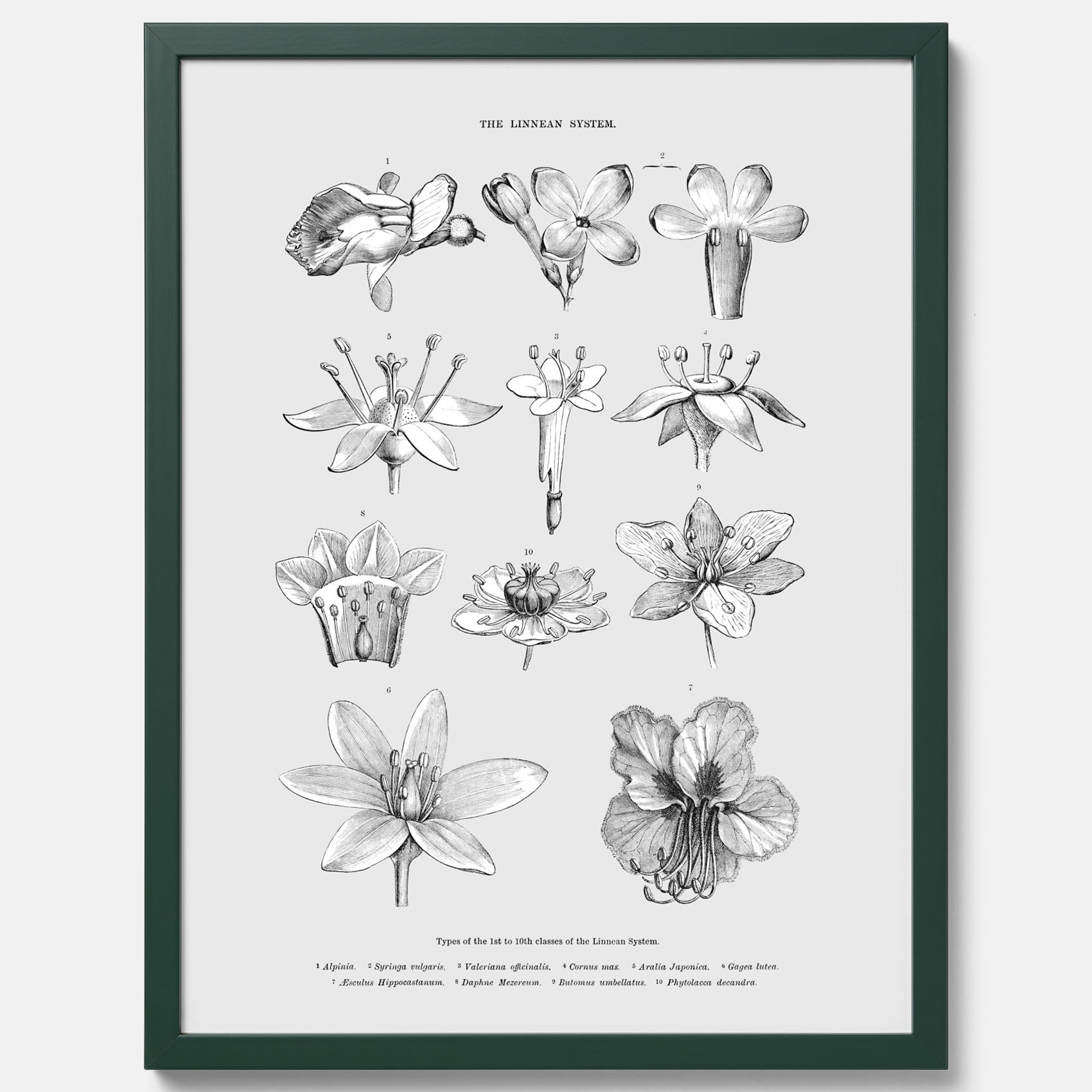 En vintageposter som föreställer blommor utifrån Linnésystemet (även kallad Linnés sexualsystem)