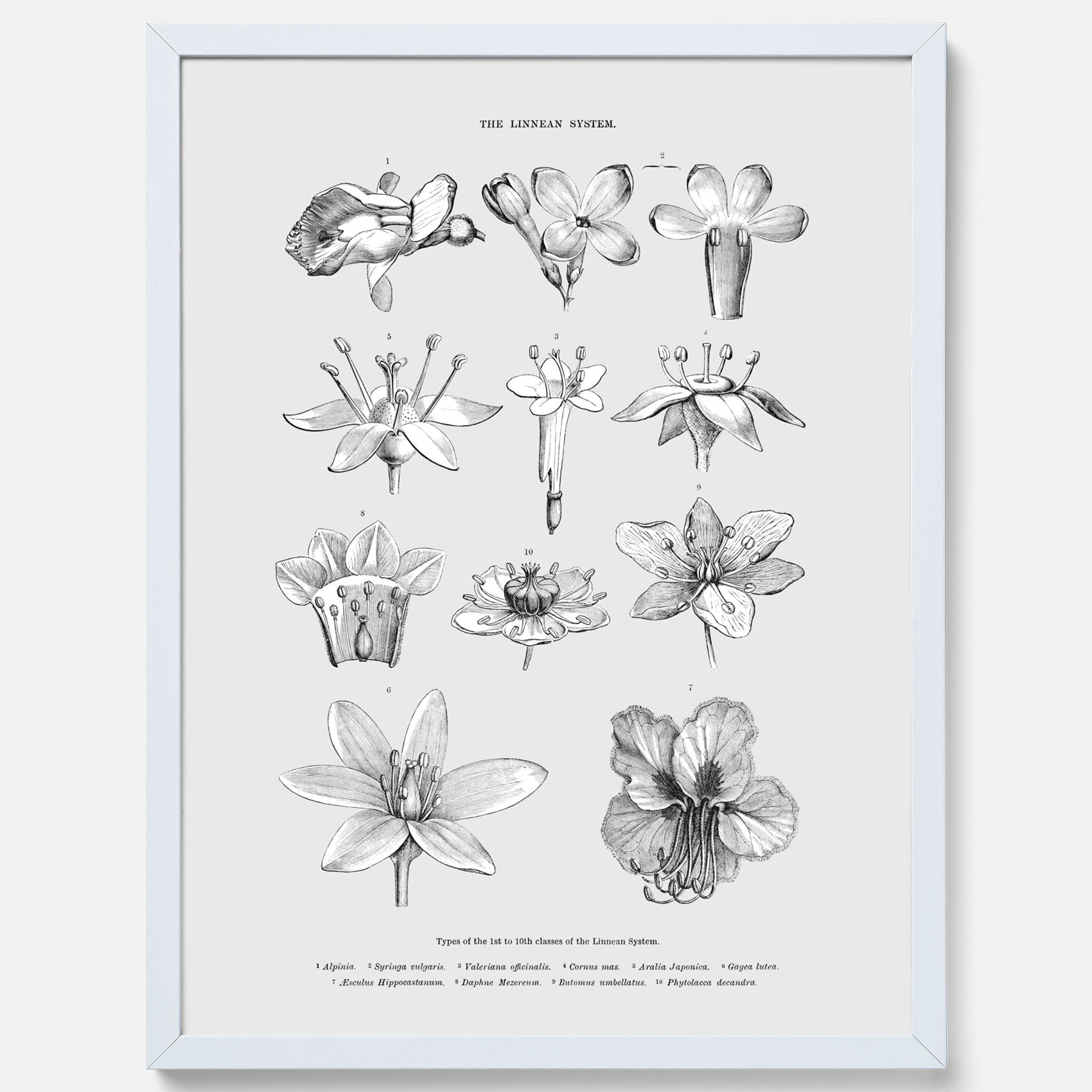 En vintageposter som föreställer blommor utifrån Linnésystemet (även kallad Linnés sexualsystem)