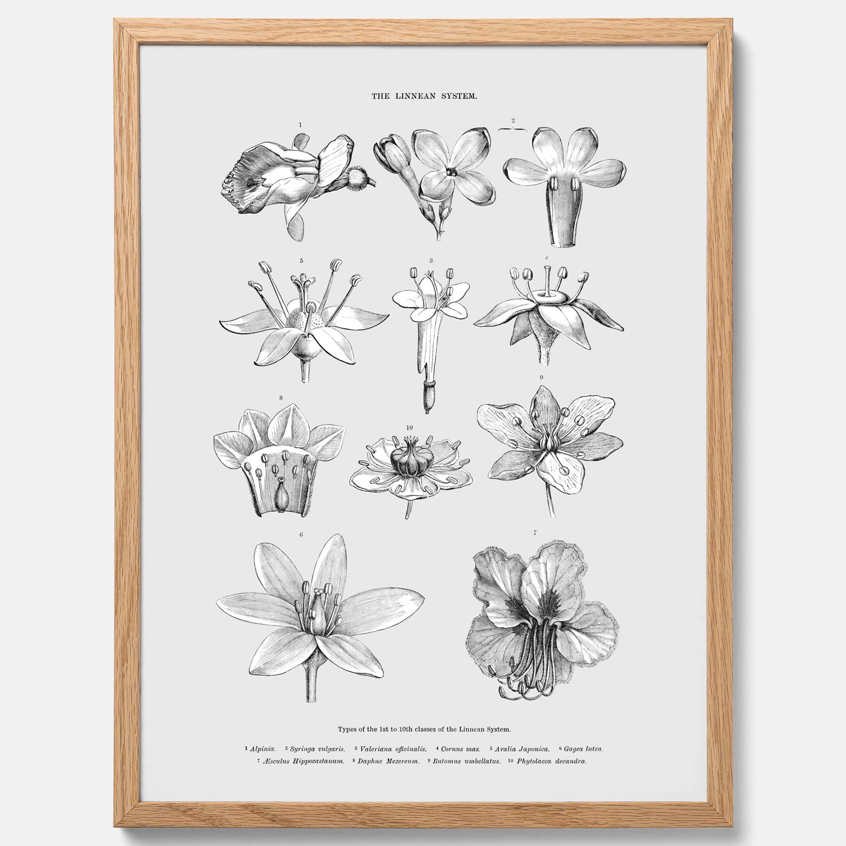 En vintageposter som föreställer blommor utifrån Linnésystemet (även kallad Linnés sexualsystem)