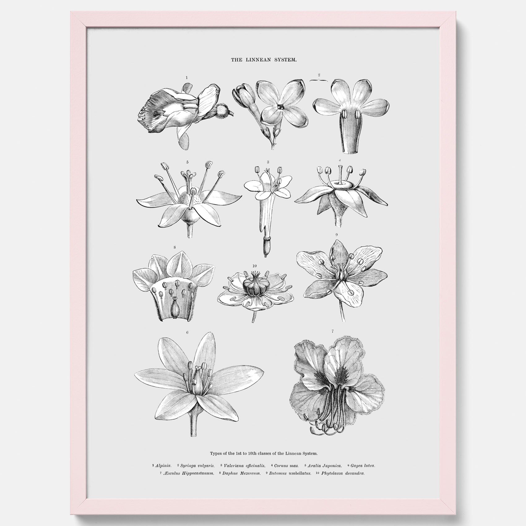 En vintageposter som föreställer blommor utifrån Linnésystemet (även kallad Linnés sexualsystem)