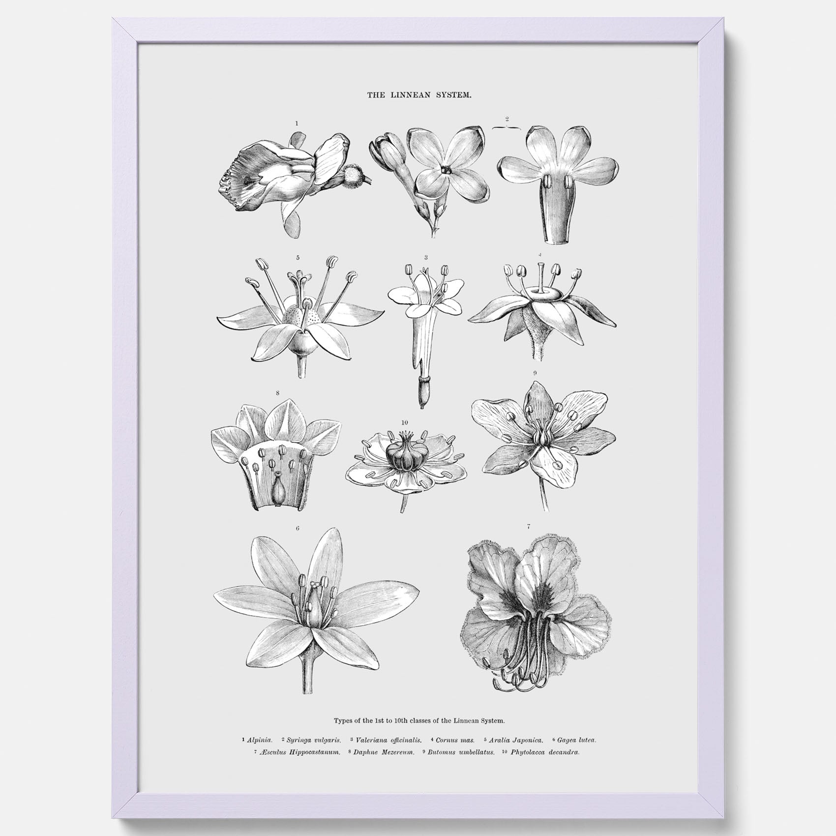 En vintageposter som föreställer blommor utifrån Linnésystemet (även kallad Linnés sexualsystem)