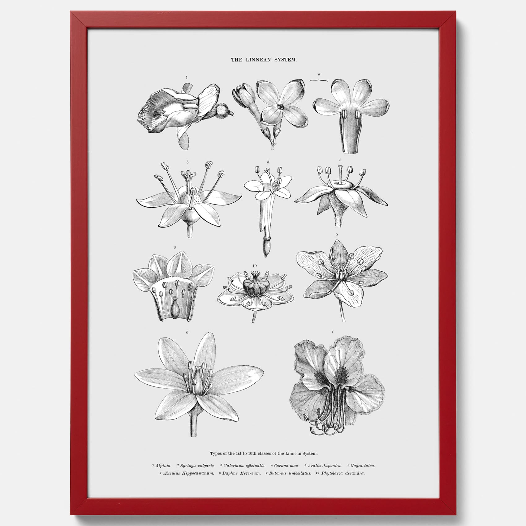 En vintageposter som föreställer blommor utifrån Linnésystemet (även kallad Linnés sexualsystem)
