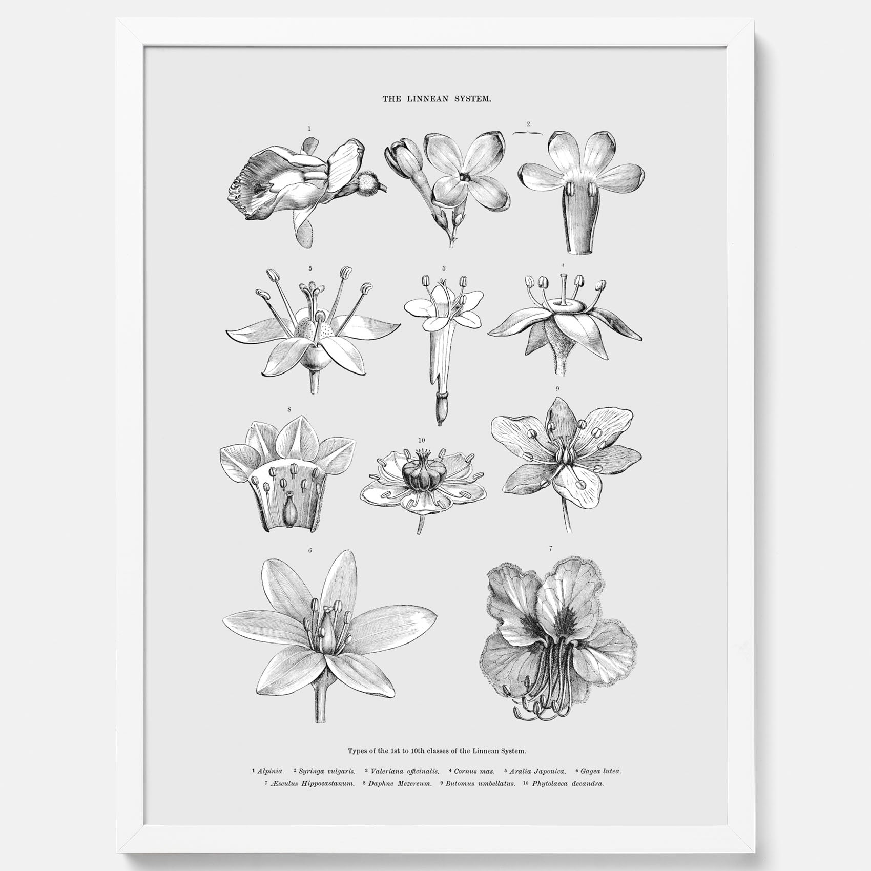 En vintageposter som föreställer blommor utifrån Linnésystemet (även kallad Linnés sexualsystem)