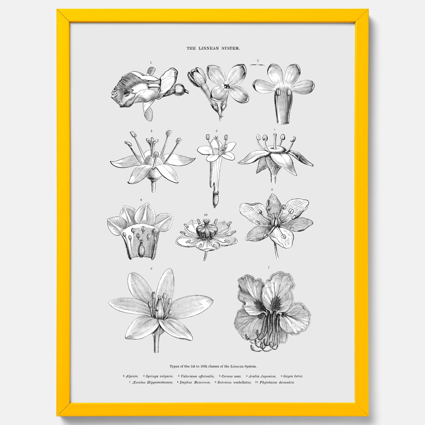 En vintageposter som föreställer blommor utifrån Linnésystemet (även kallad Linnés sexualsystem)