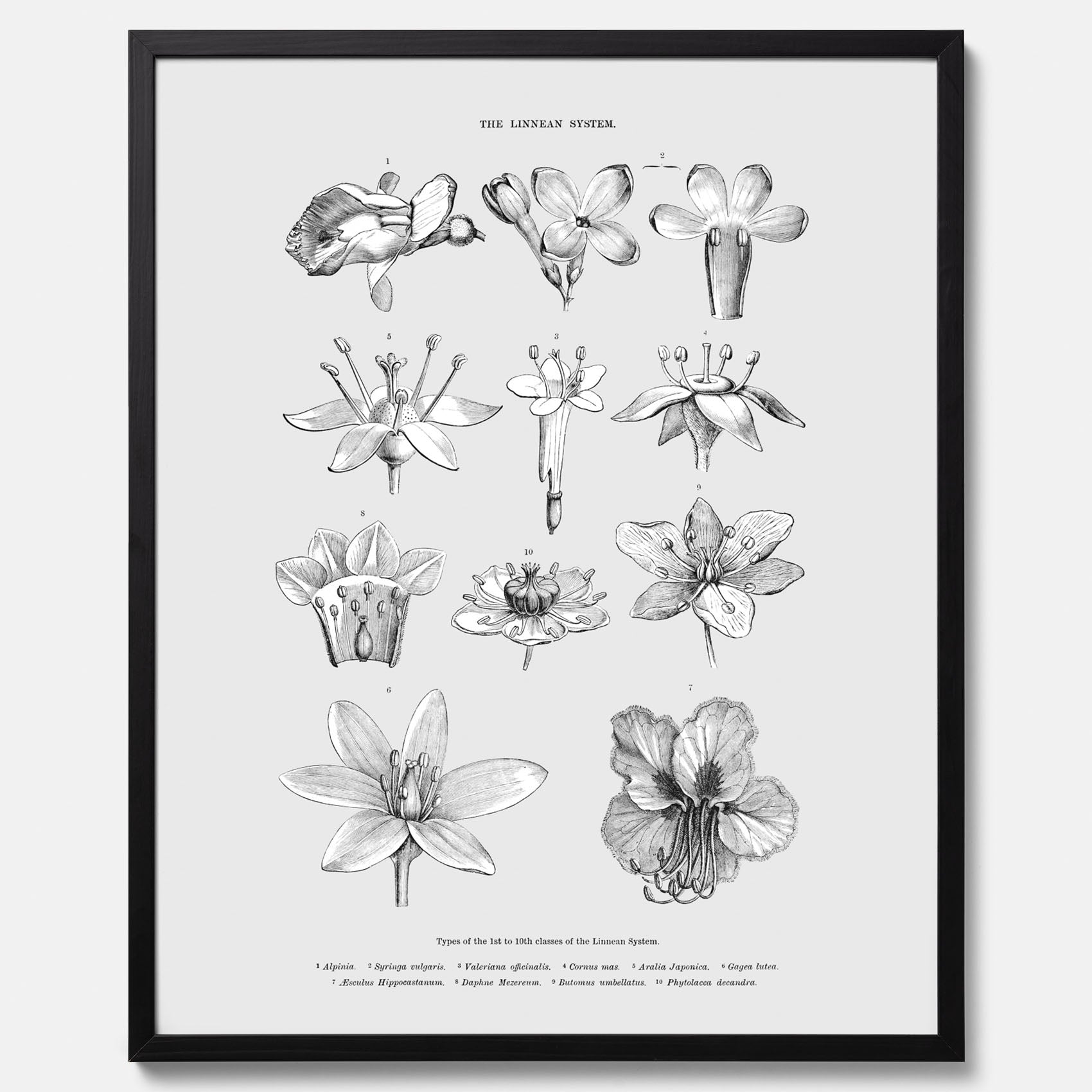 En vintageposter som föreställer blommor utifrån Linnésystemet (även kallad Linnés sexualsystem)