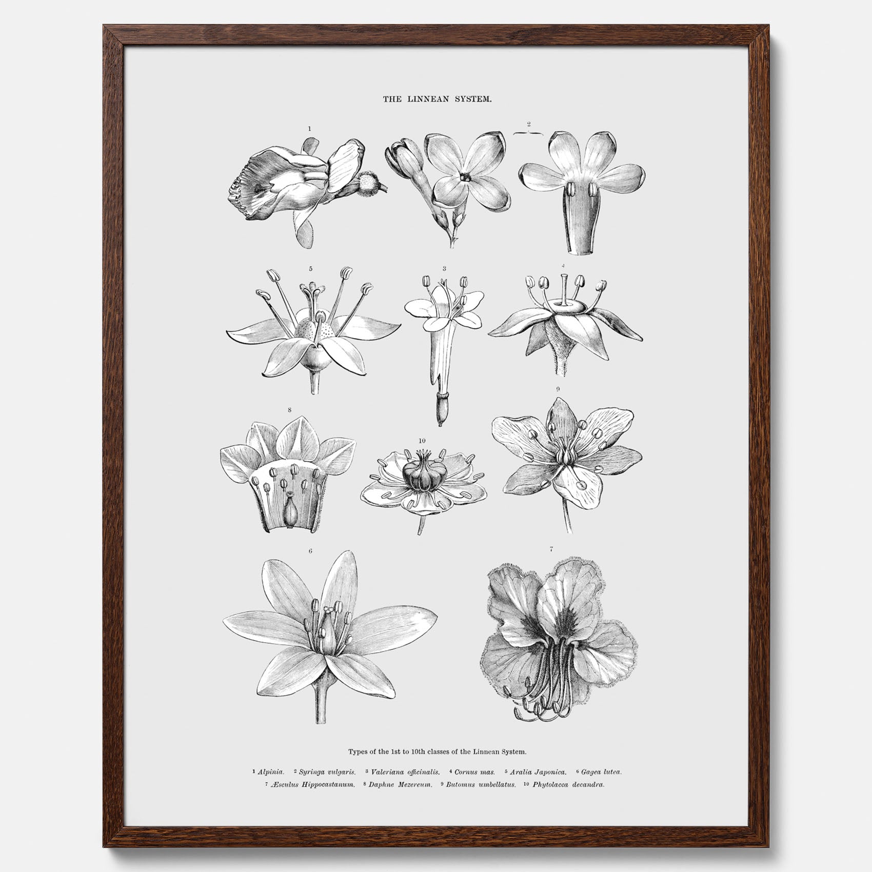 En vintageposter som föreställer blommor utifrån Linnésystemet (även kallad Linnés sexualsystem)