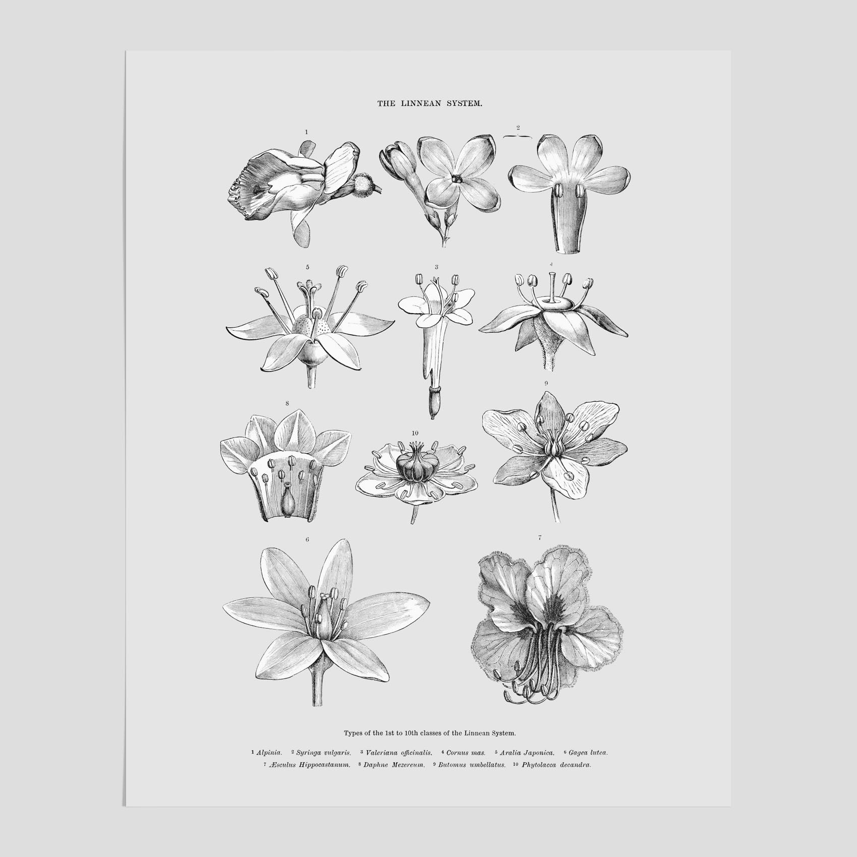 En vintageposter som föreställer blommor utifrån Linnésystemet (även kallad Linnés sexualsystem)