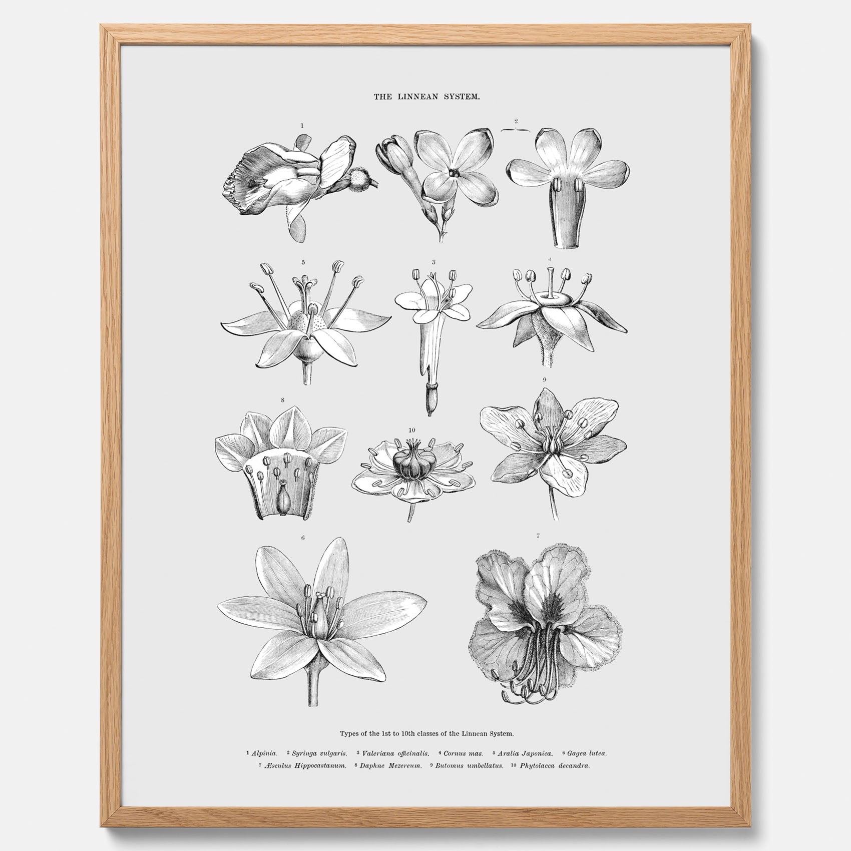 En vintageposter som föreställer blommor utifrån Linnésystemet (även kallad Linnés sexualsystem)