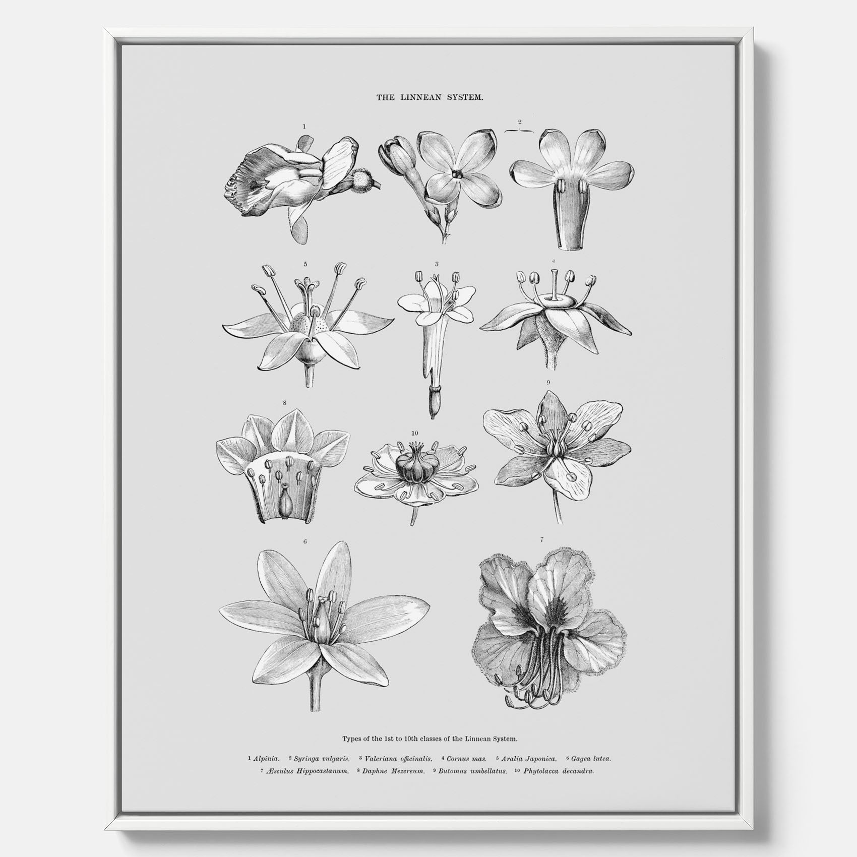 En vintageposter i canvas som föreställer blommor utifrån Linnésystemet (även kallad Linnés sexualsystem)