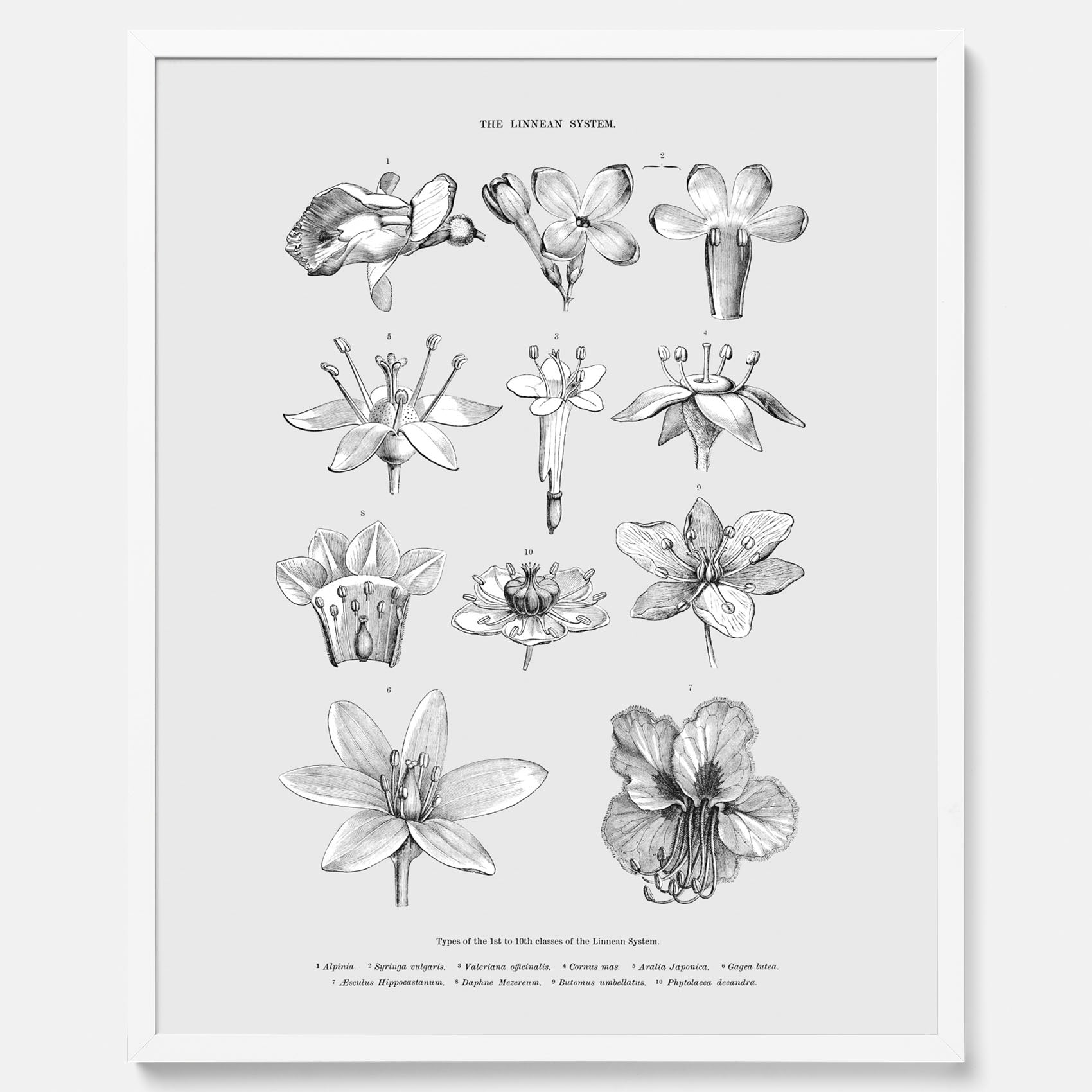 En vintageposter som föreställer blommor utifrån Linnésystemet (även kallad Linnés sexualsystem)