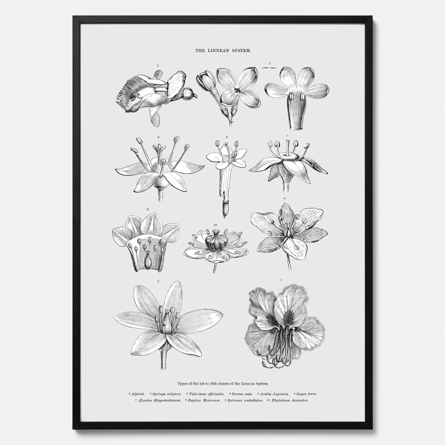 En vintageposter som föreställer blommor utifrån Linnésystemet (även kallad Linnés sexualsystem)