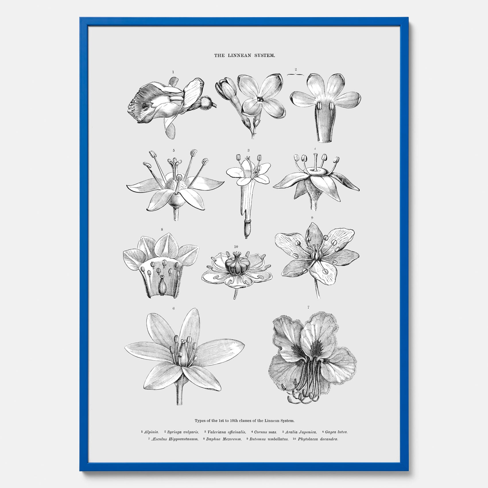 En vintageposter som föreställer blommor utifrån Linnésystemet (även kallad Linnés sexualsystem)