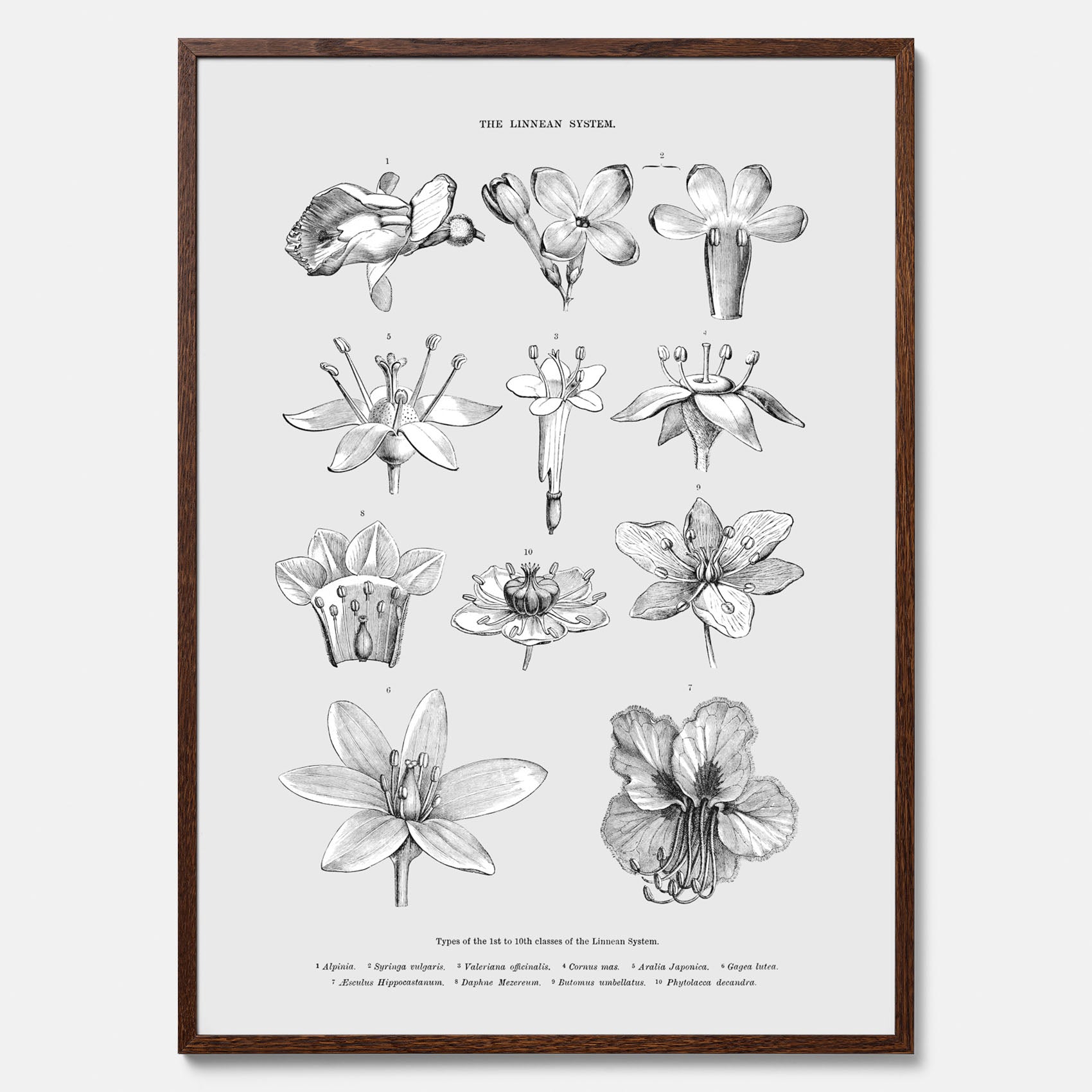 En vintageposter som föreställer blommor utifrån Linnésystemet (även kallad Linnés sexualsystem)