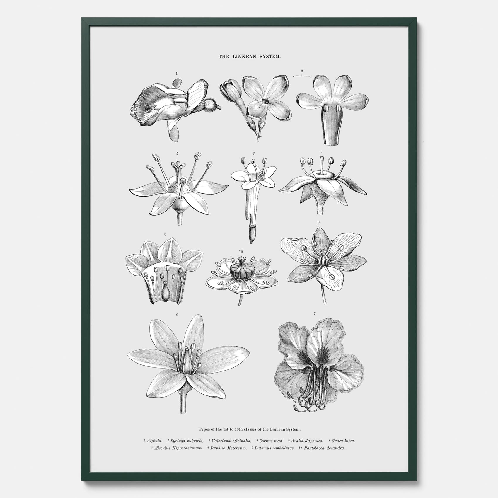 En vintageposter som föreställer blommor utifrån Linnésystemet (även kallad Linnés sexualsystem)