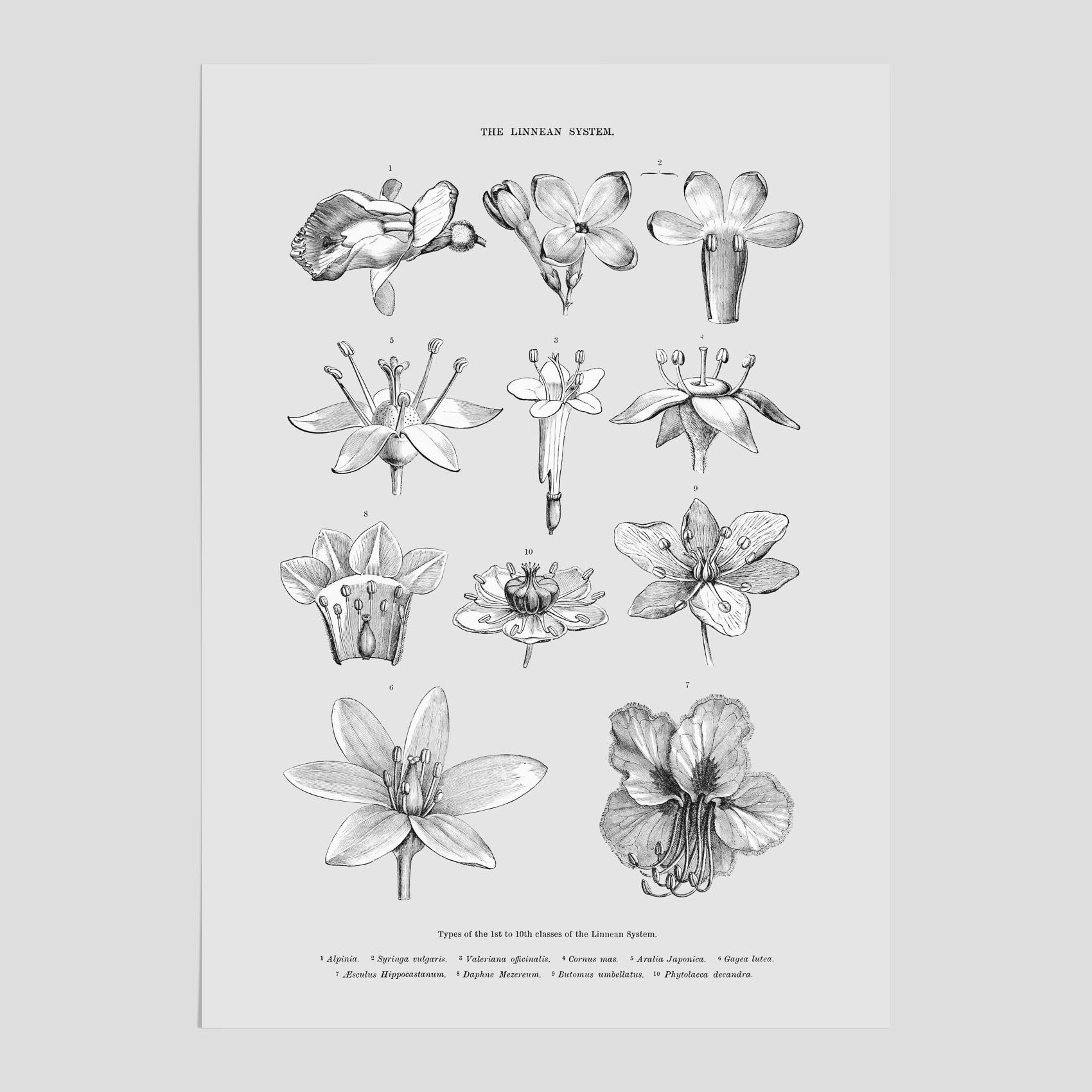 En vintageposter som föreställer blommor utifrån Linnésystemet (även kallad Linnés sexualsystem)