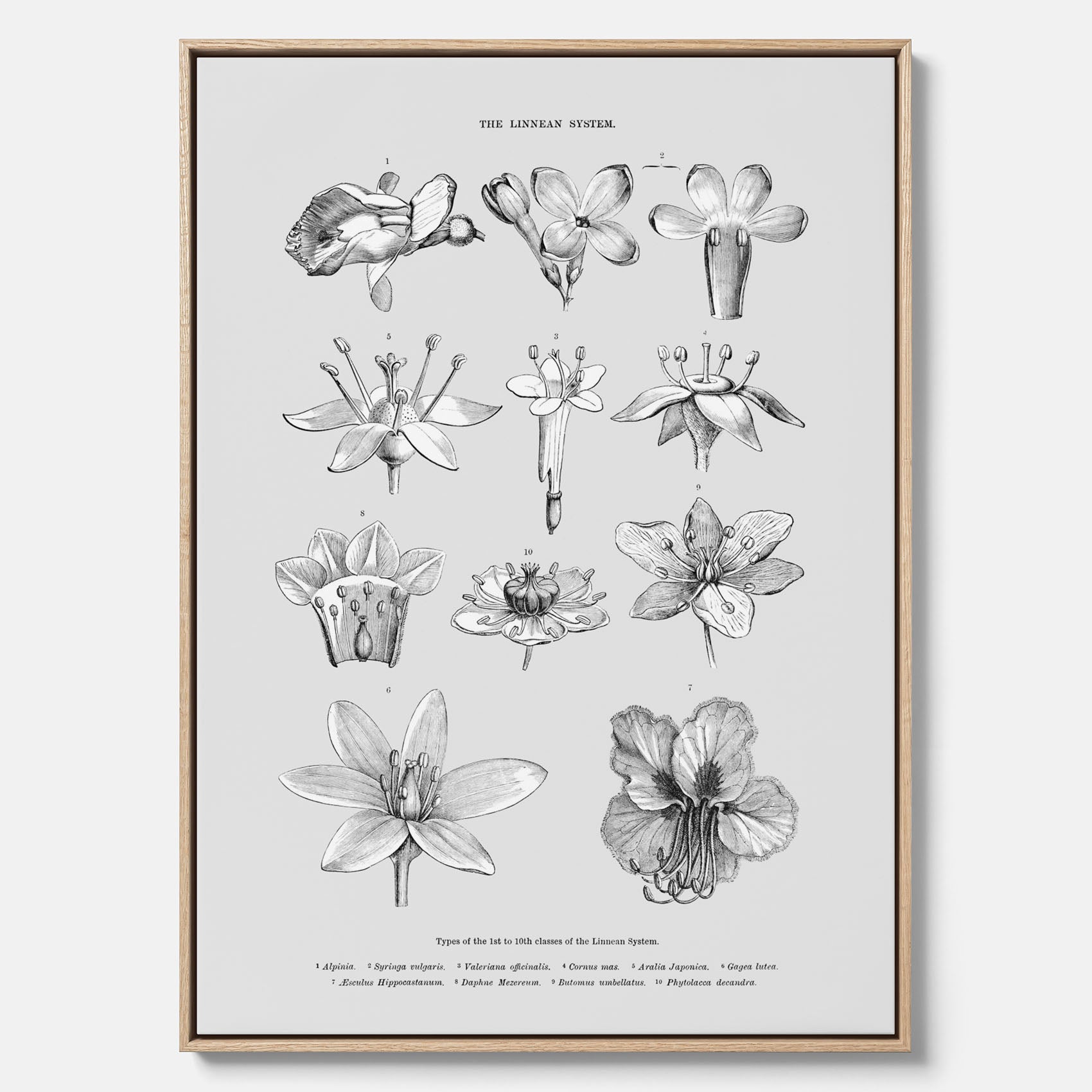 En vintageposter i canvas som föreställer blommor utifrån Linnésystemet (även kallad Linnés sexualsystem)