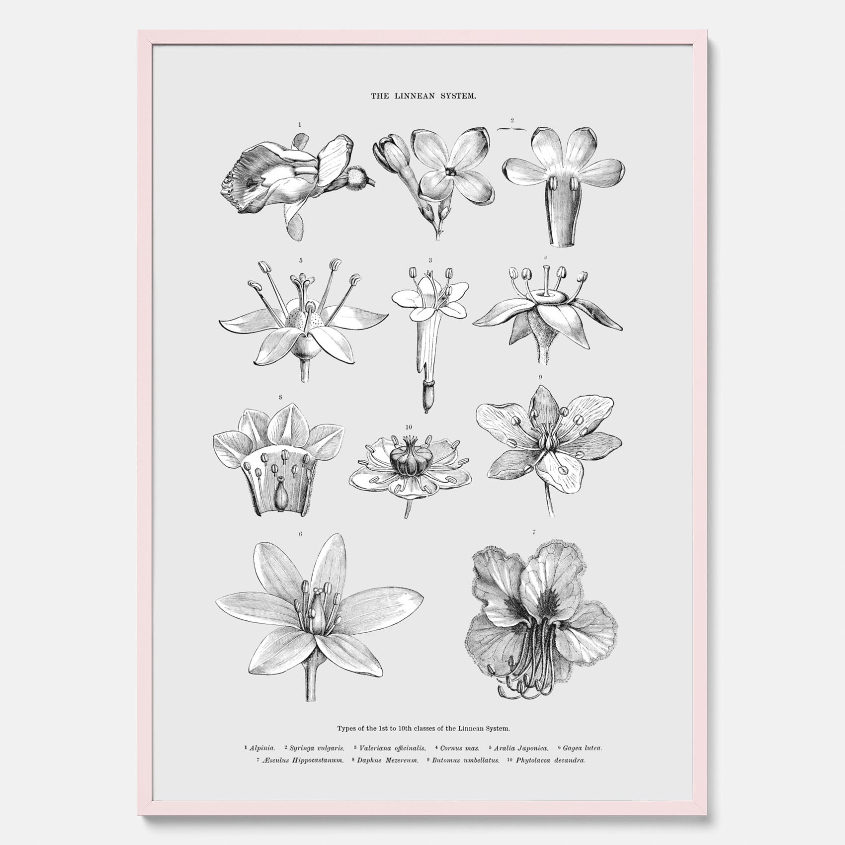 En vintageposter som föreställer blommor utifrån Linnésystemet (även kallad Linnés sexualsystem)