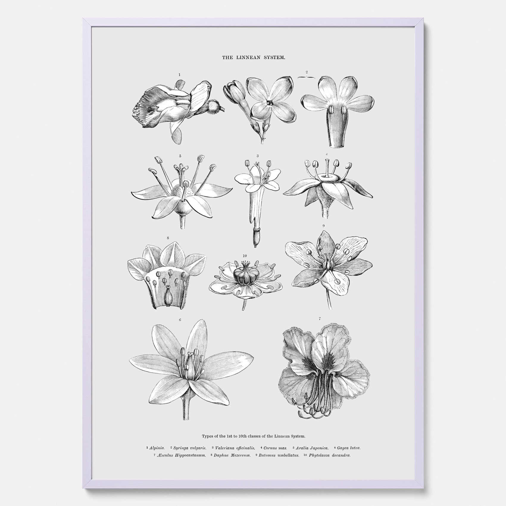 En vintageposter som föreställer blommor utifrån Linnésystemet (även kallad Linnés sexualsystem)