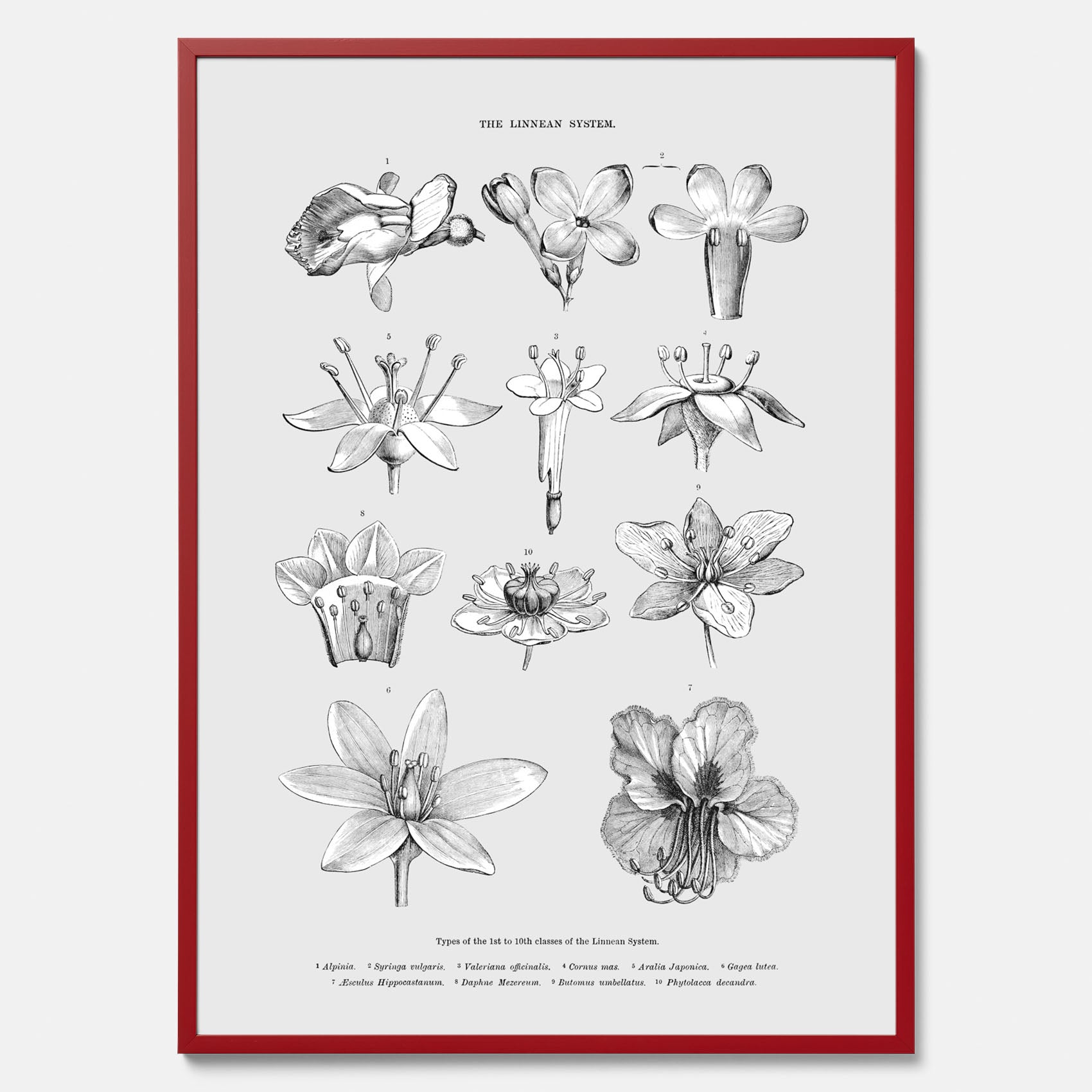 En vintageposter som föreställer blommor utifrån Linnésystemet (även kallad Linnés sexualsystem)