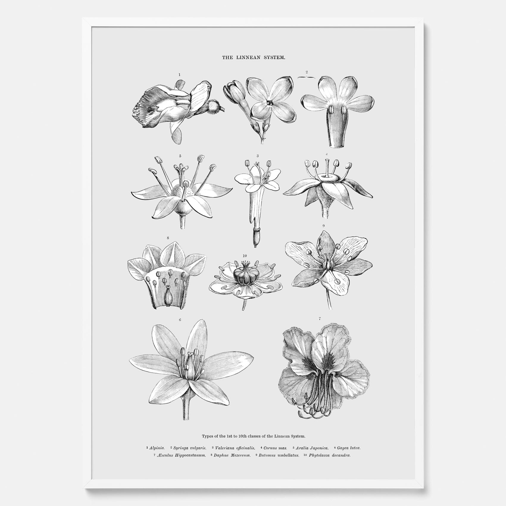 En vintageposter som föreställer blommor utifrån Linnésystemet (även kallad Linnés sexualsystem)