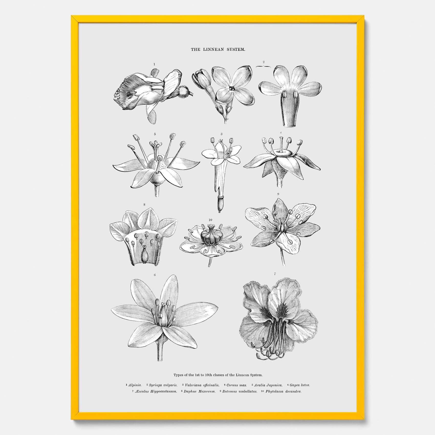 En vintageposter som föreställer blommor utifrån Linnésystemet (även kallad Linnés sexualsystem)