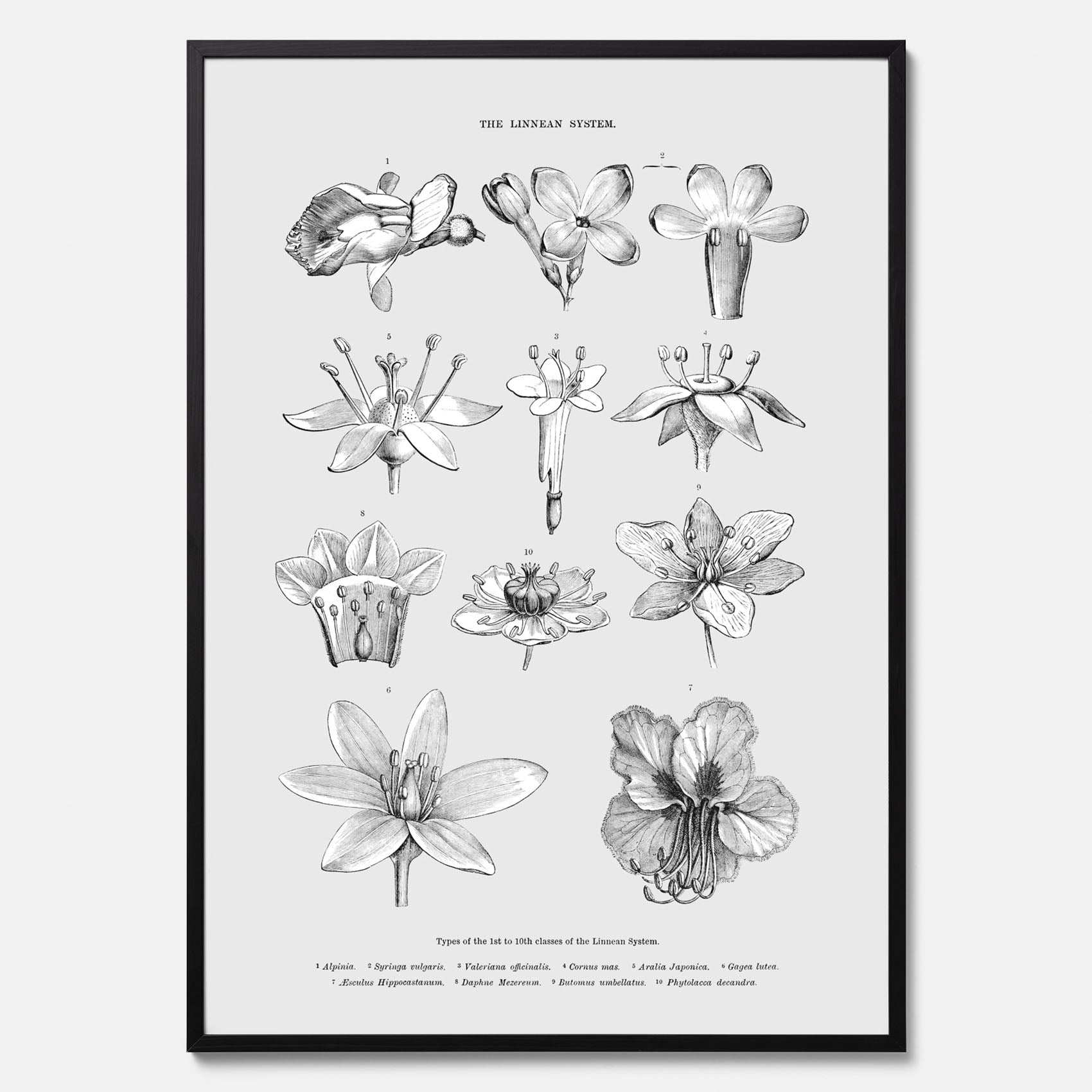 En vintageposter som föreställer blommor utifrån Linnésystemet (även kallad Linnés sexualsystem)