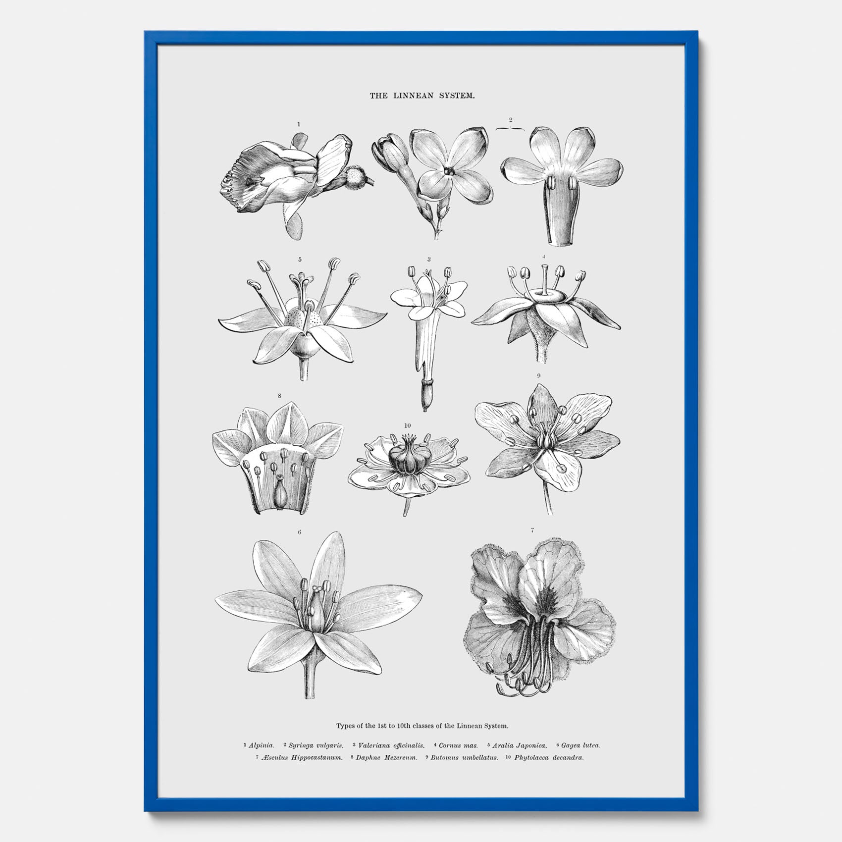 En vintageposter som föreställer blommor utifrån Linnésystemet (även kallad Linnés sexualsystem)
