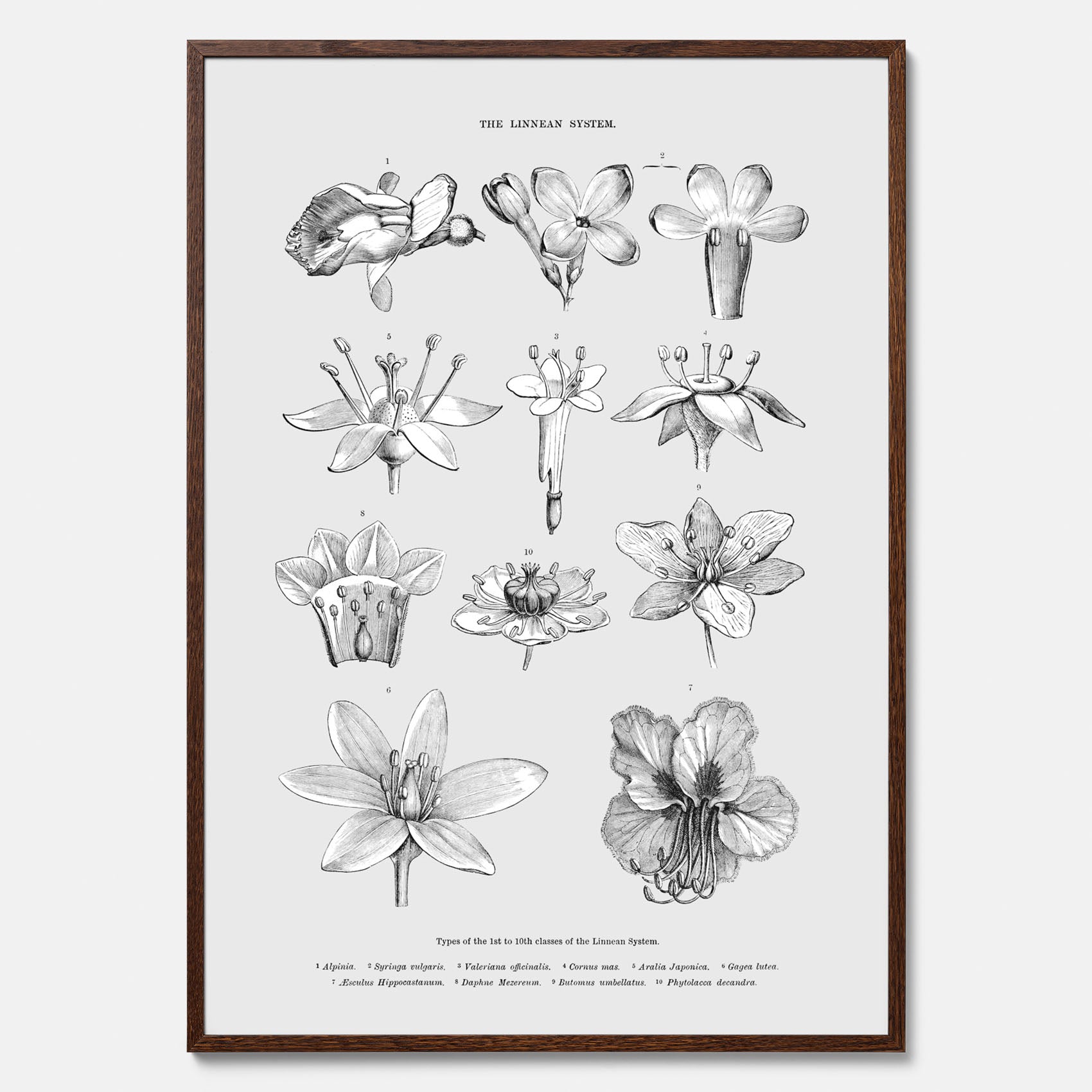 En vintageposter som föreställer blommor utifrån Linnésystemet (även kallad Linnés sexualsystem)