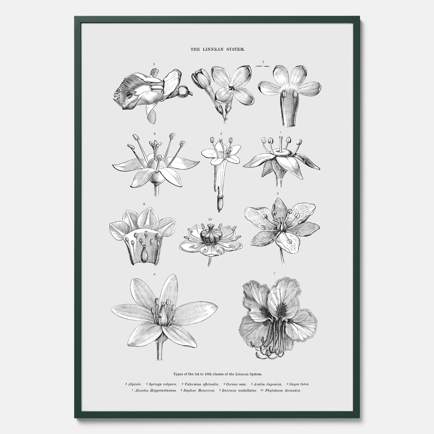 En vintageposter som föreställer blommor utifrån Linnésystemet (även kallad Linnés sexualsystem)