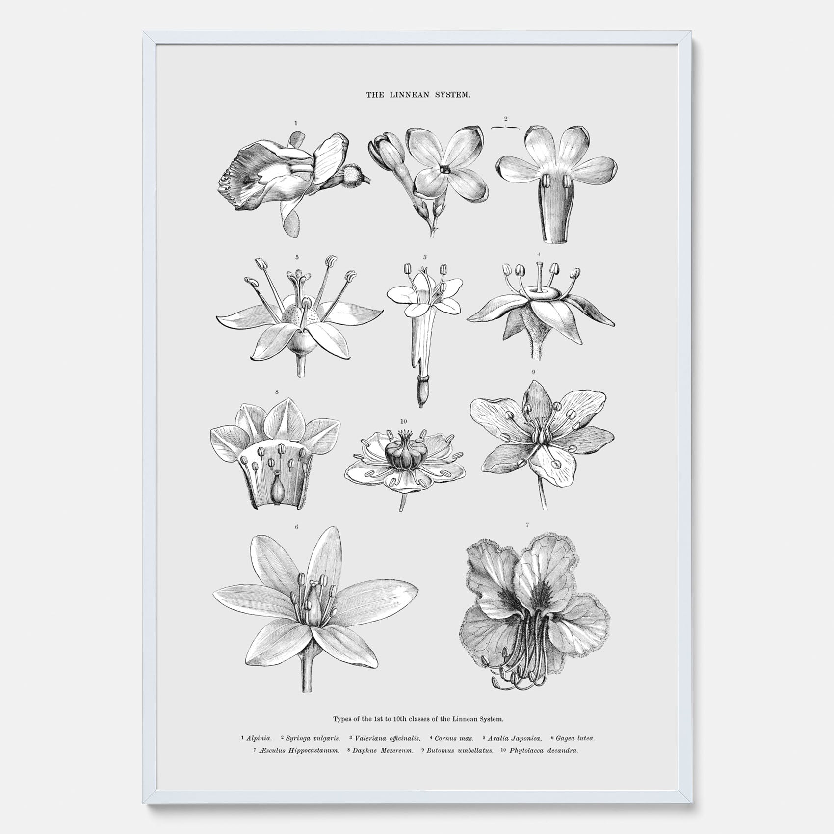 En vintageposter som föreställer blommor utifrån Linnésystemet (även kallad Linnés sexualsystem)