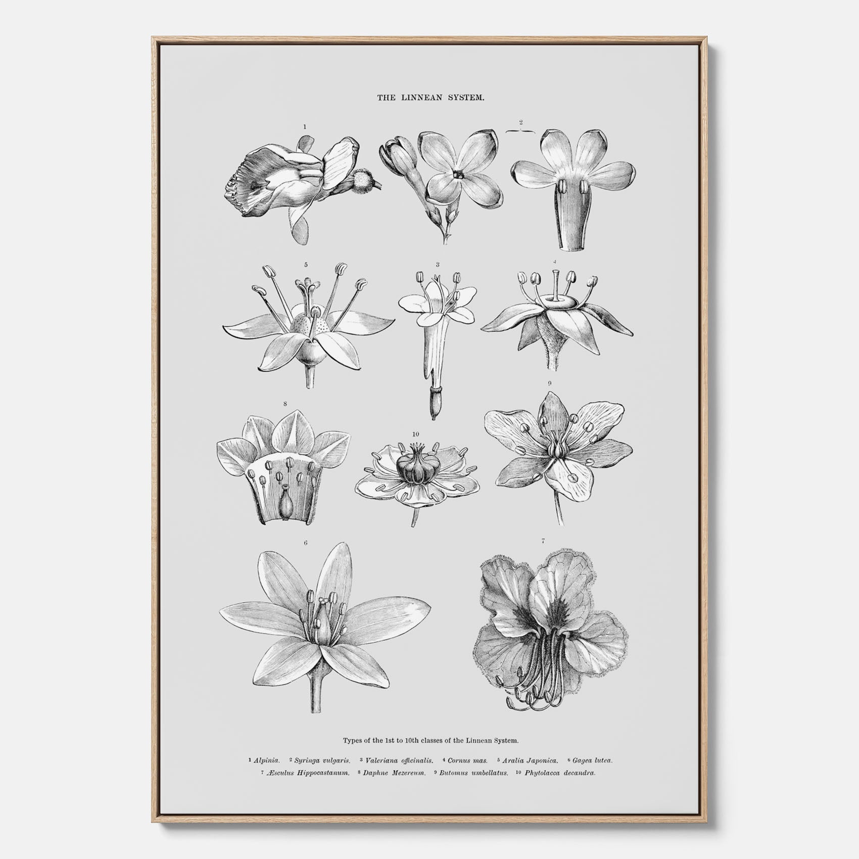 En vintageposter i canvas som föreställer blommor utifrån Linnésystemet (även kallad Linnés sexualsystem)