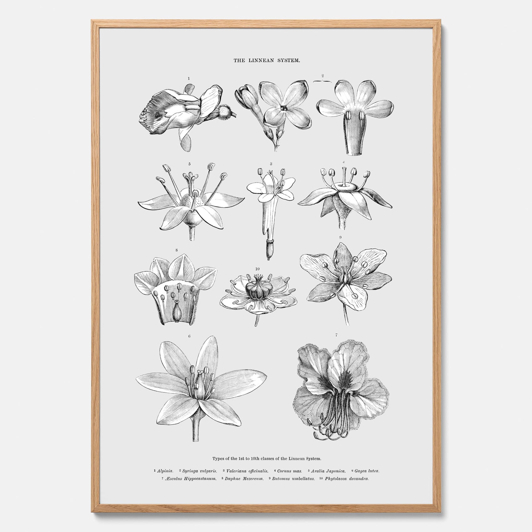 En vintageposter som föreställer blommor utifrån Linnésystemet (även kallad Linnés sexualsystem)