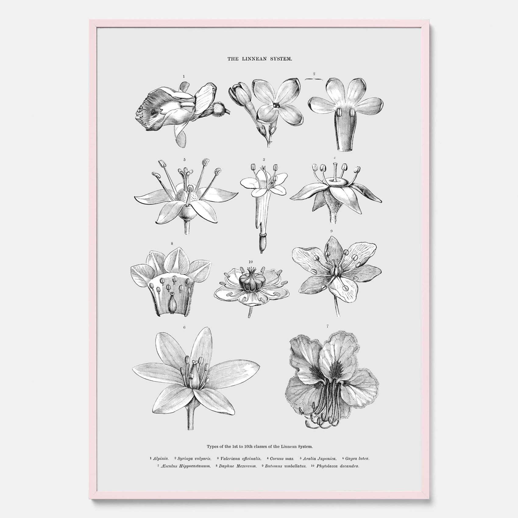 En vintageposter som föreställer blommor utifrån Linnésystemet (även kallad Linnés sexualsystem)