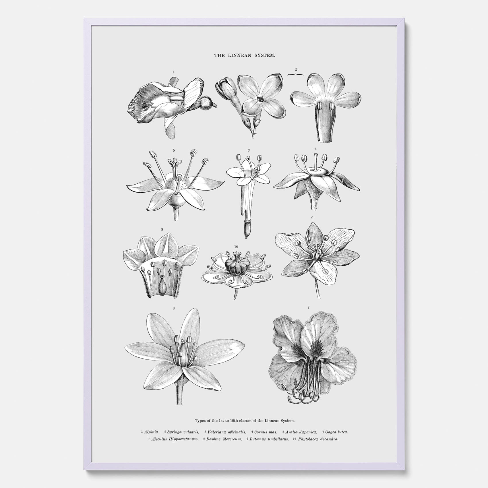 En vintageposter som föreställer blommor utifrån Linnésystemet (även kallad Linnés sexualsystem)