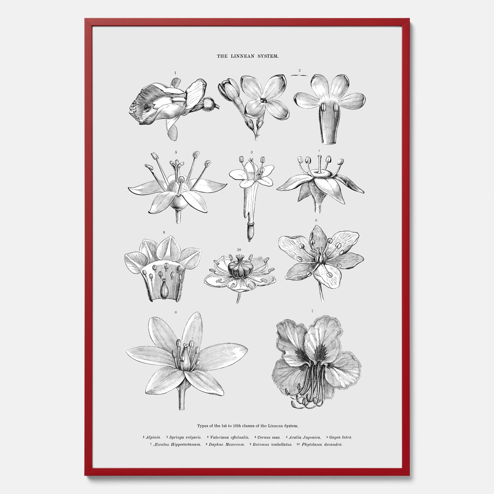 En vintageposter som föreställer blommor utifrån Linnésystemet (även kallad Linnés sexualsystem)
