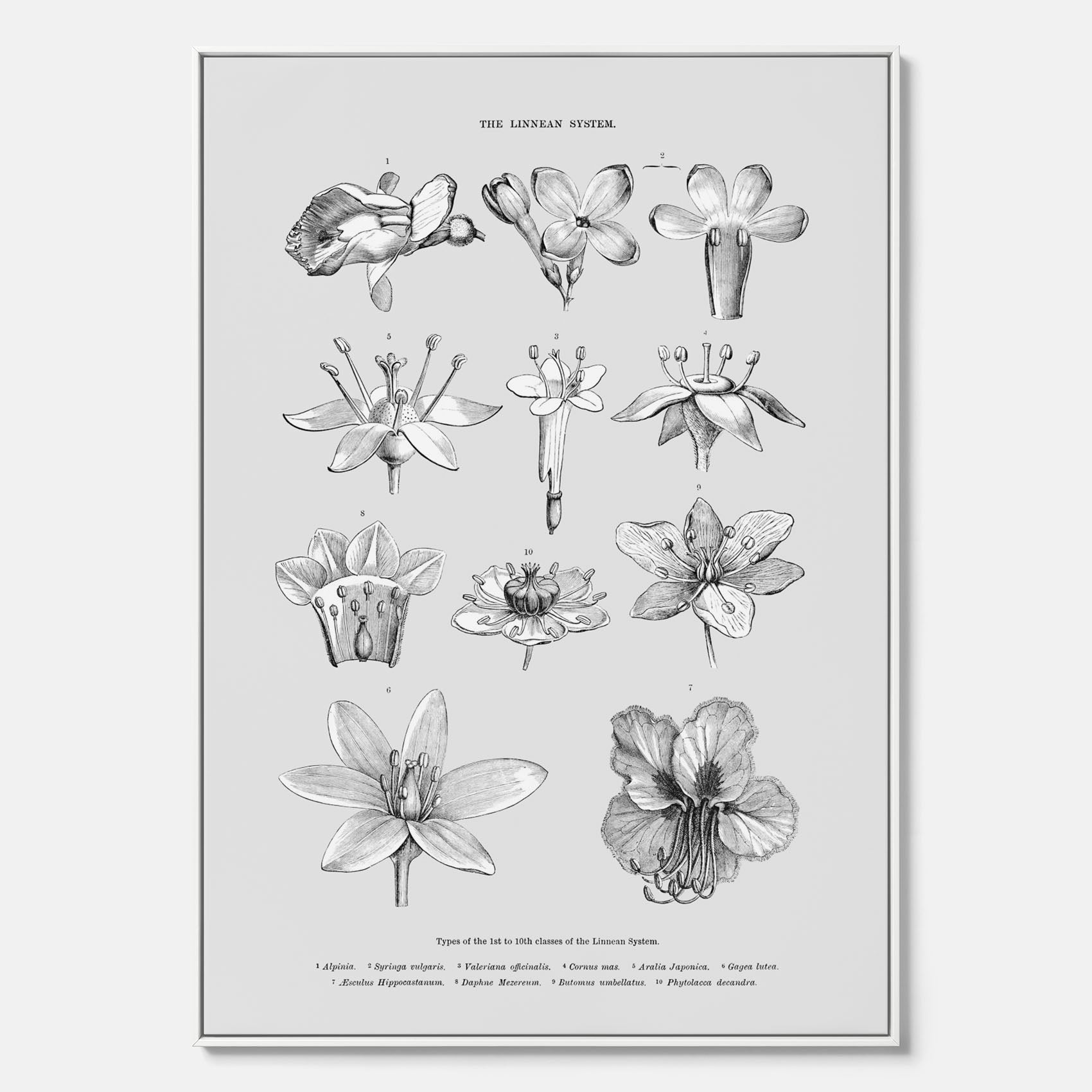 En vintageposter i canvas som föreställer blommor utifrån Linnésystemet (även kallad Linnés sexualsystem)