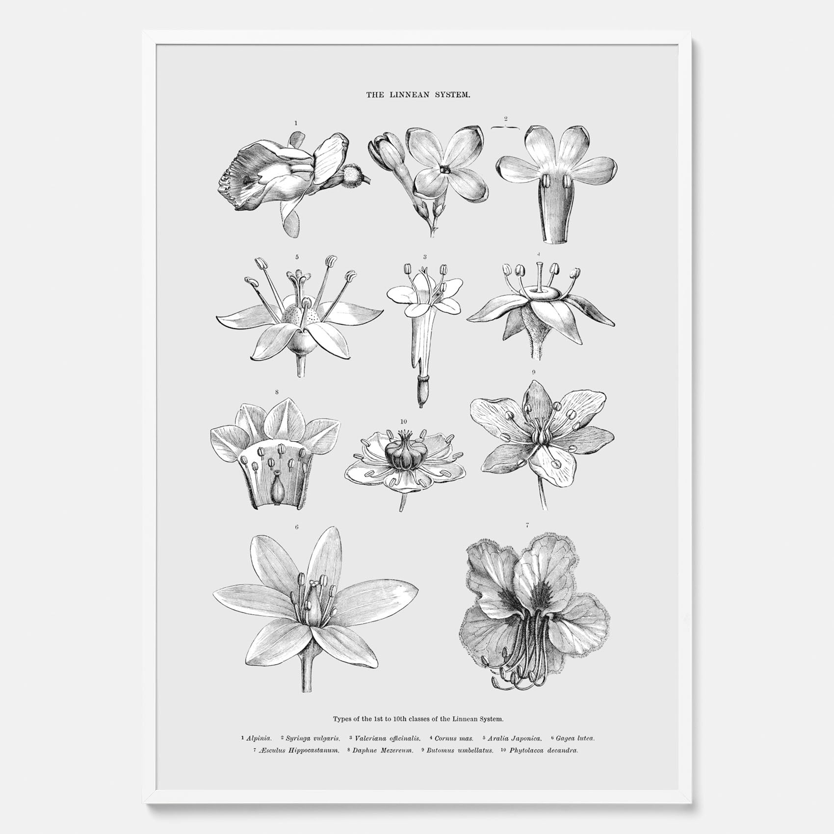 En vintageposter som föreställer blommor utifrån Linnésystemet (även kallad Linnés sexualsystem)