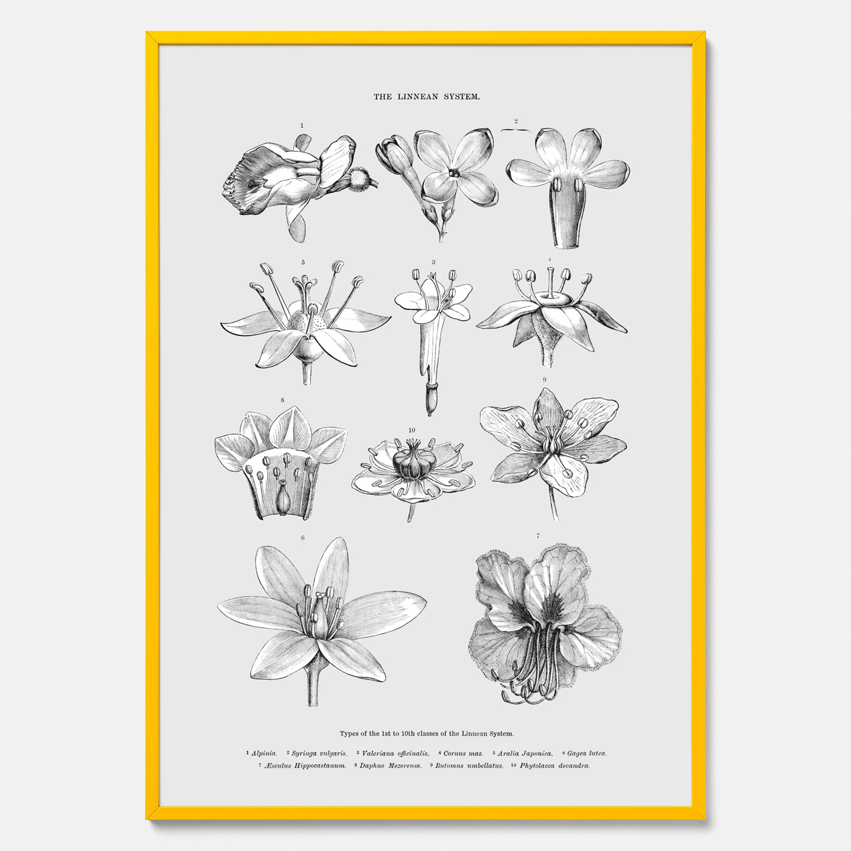 En vintageposter som föreställer blommor utifrån Linnésystemet (även kallad Linnés sexualsystem)