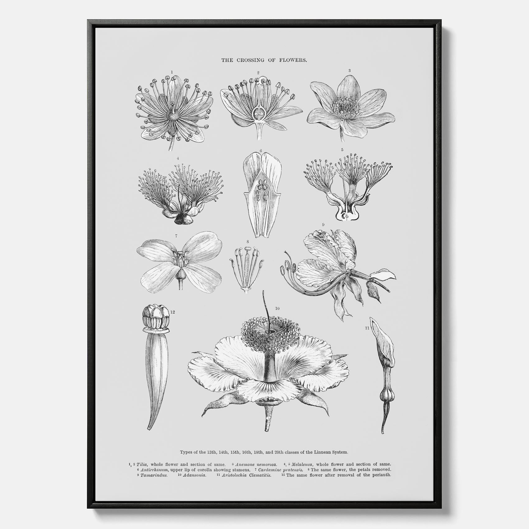 En vintageposter i canvas som föreställer blommor utifrån Linnésystemet (även kallad Linnés sexualsystem)