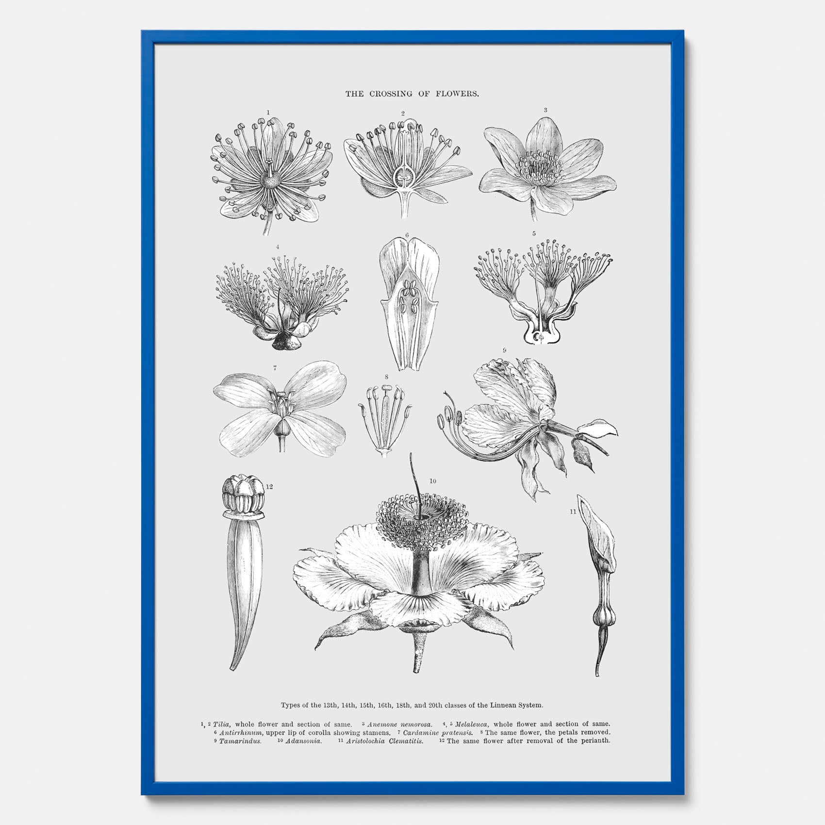 En vintageposter som föreställer blommor utifrån Linnésystemet (även kallad Linnés sexualsystem)