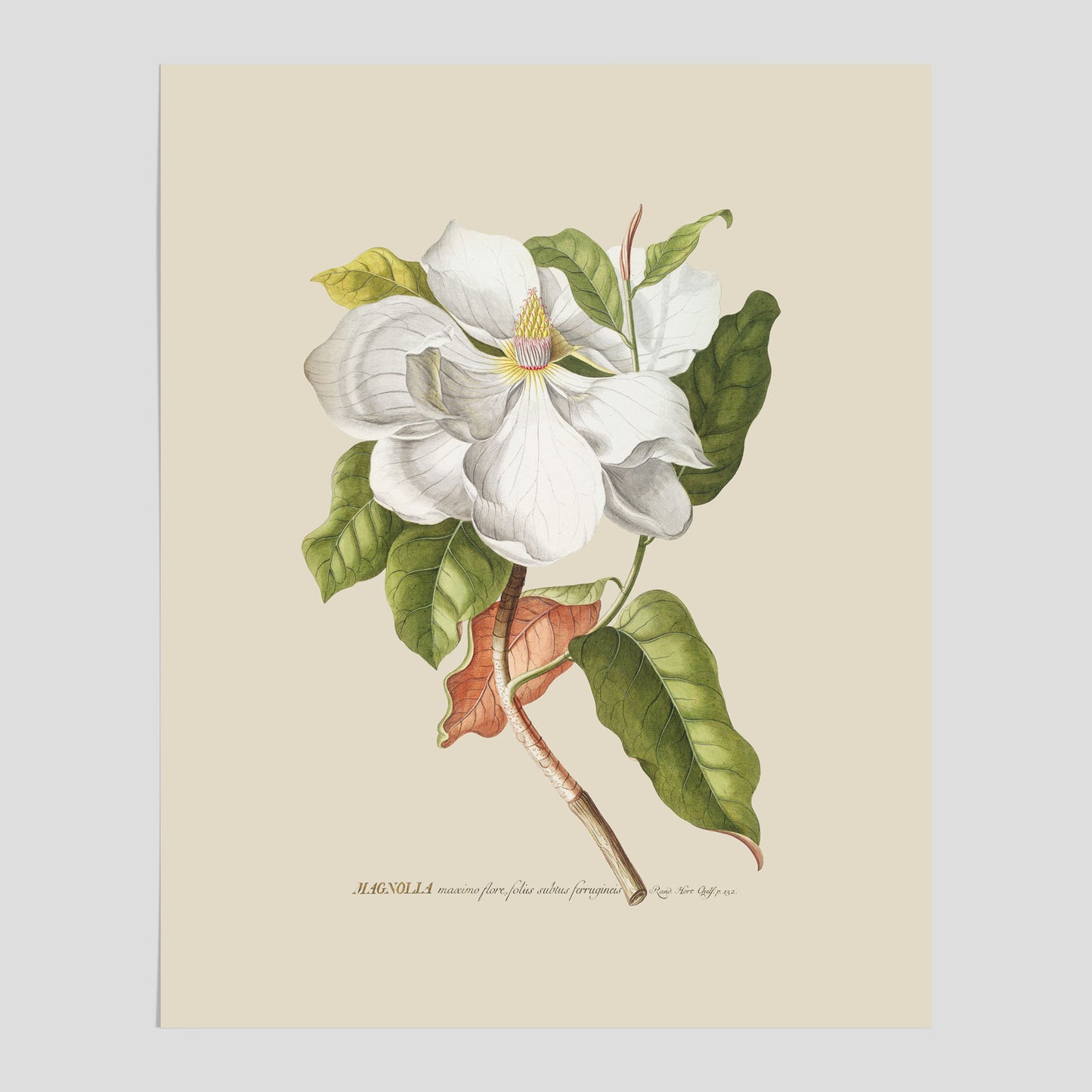 Magnolia – Botanisk tavla och poster