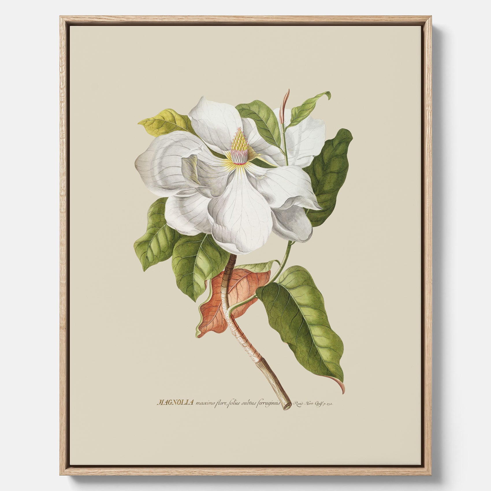 Canvastavla med Magnolia poster – Botanisk tavla och poster