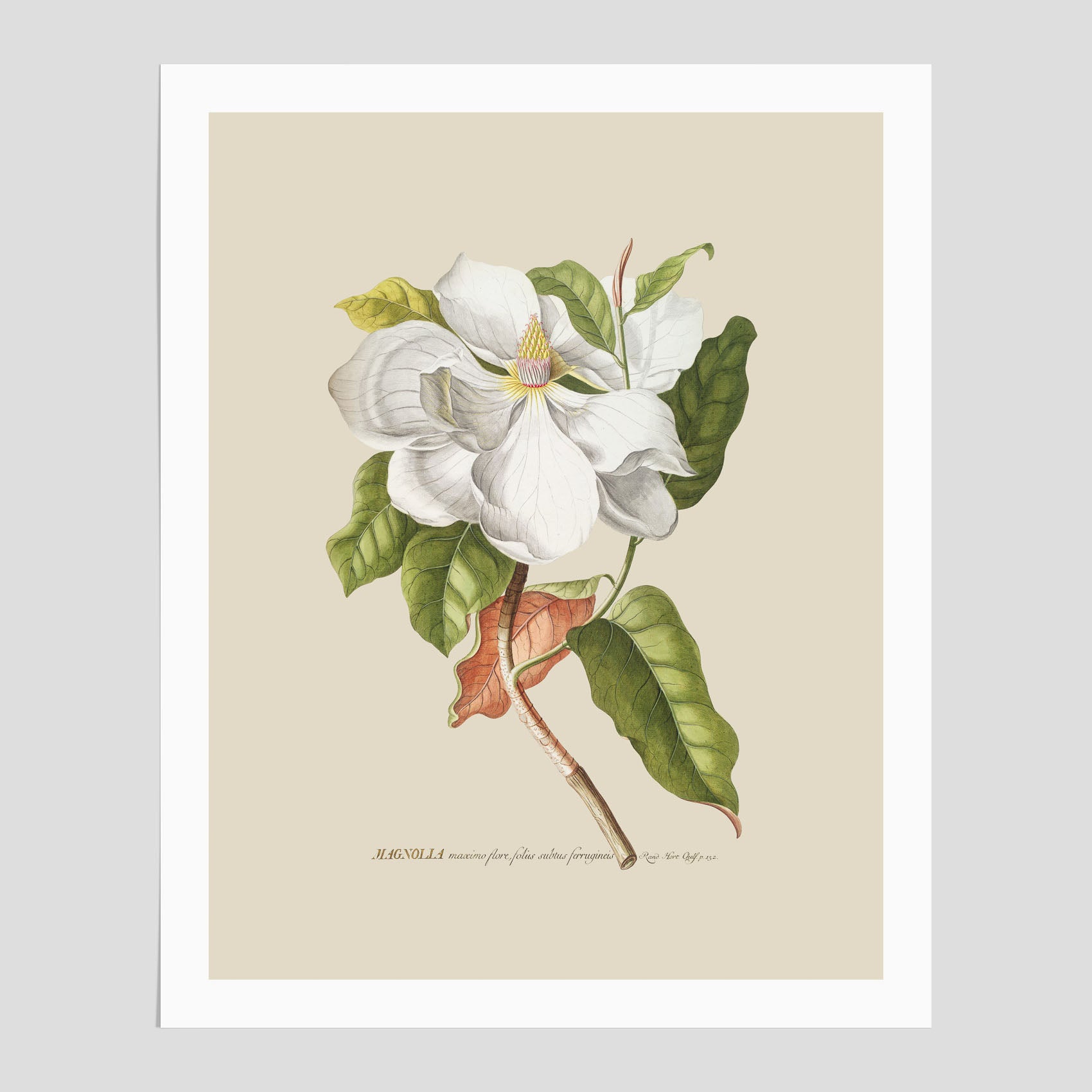 Magnolia – Botanisk tavla och poster