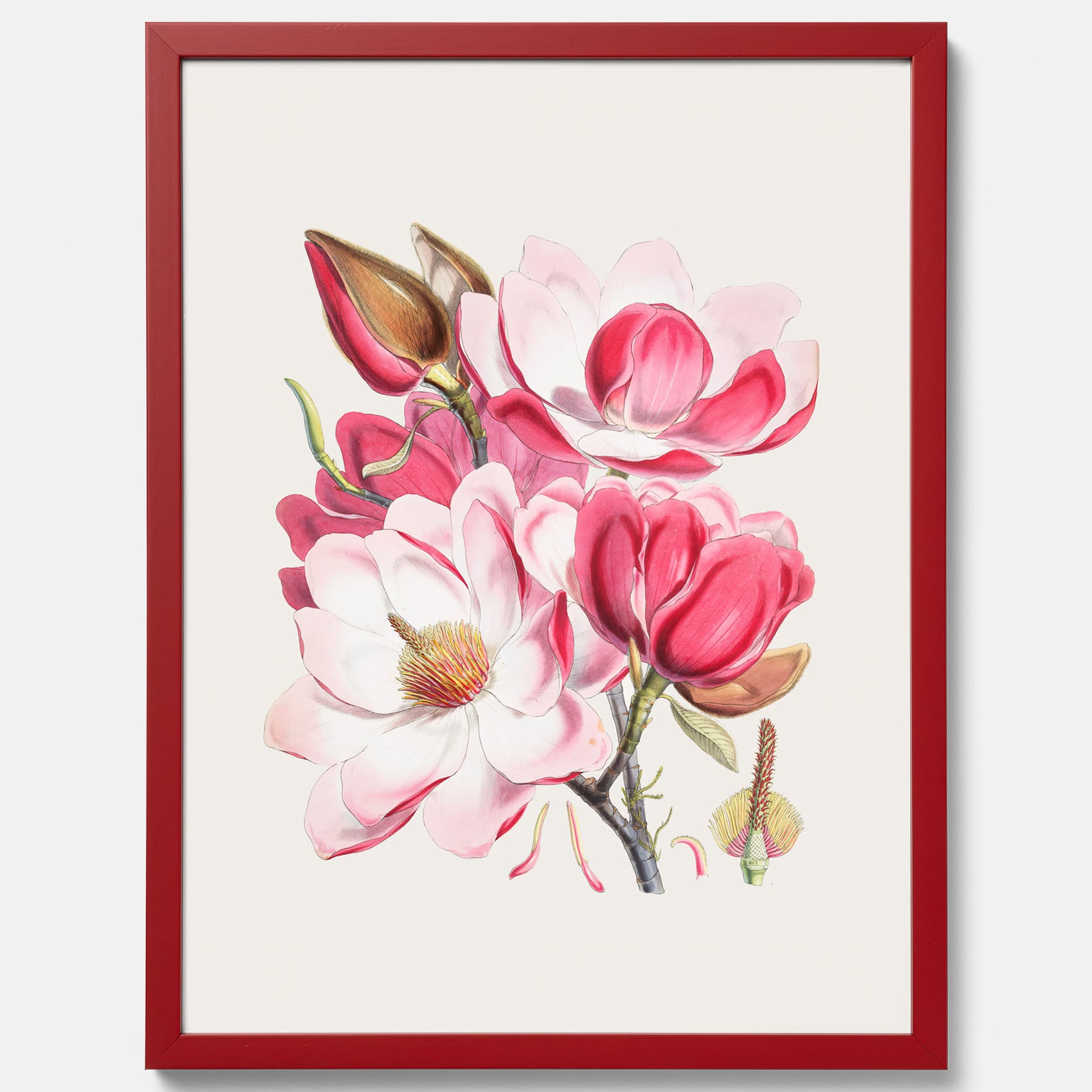 Magnolia Campbellii poster, botanisk vintage-tavla