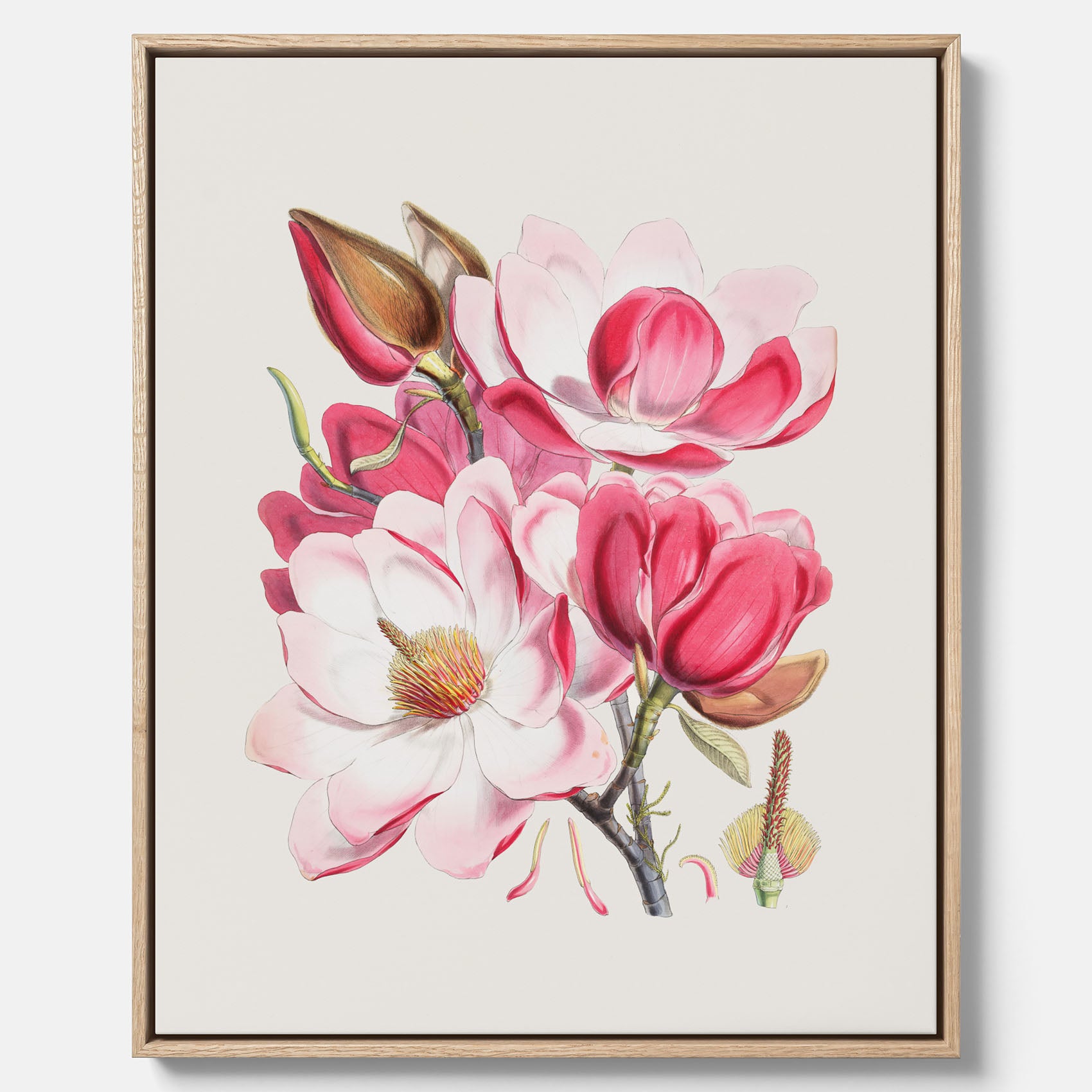 Magnolia Campbellii canvas, botanisk vintage-tavla