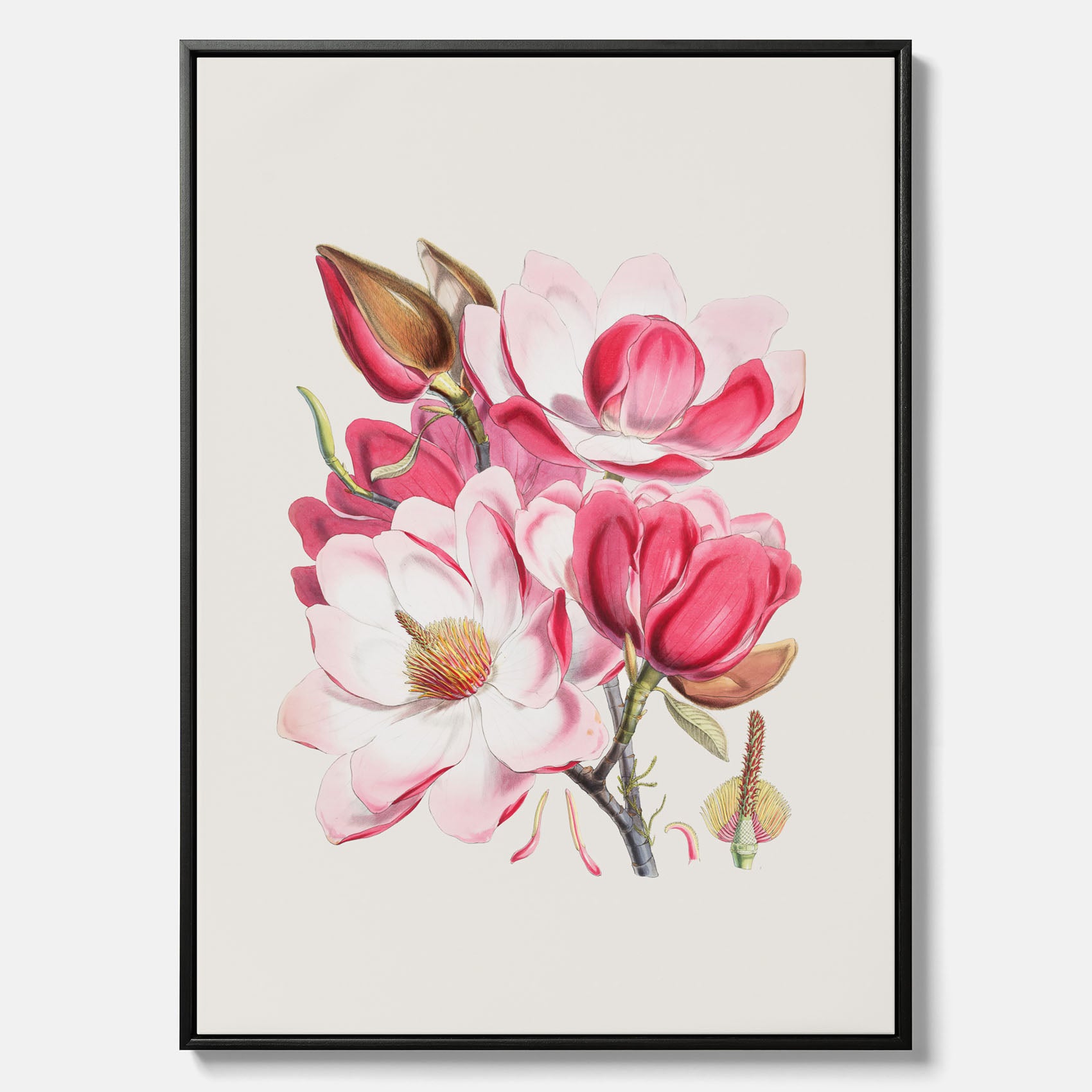 Magnolia Campbellii canvas, botanisk vintage-tavla