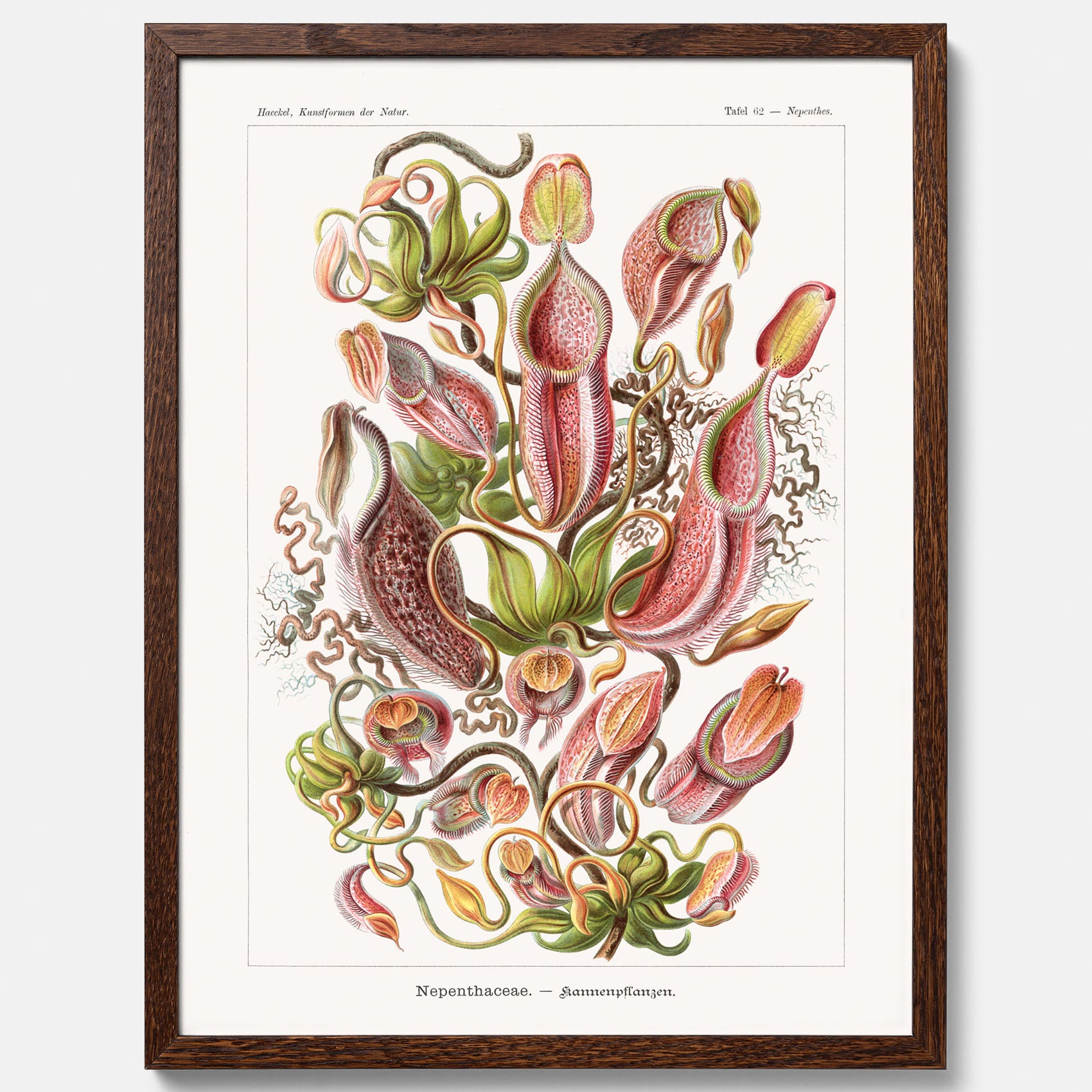 Vintageposter med en gammal illustration av kannrankor ritad av tyska biologen Ernst Haeckel år 1906