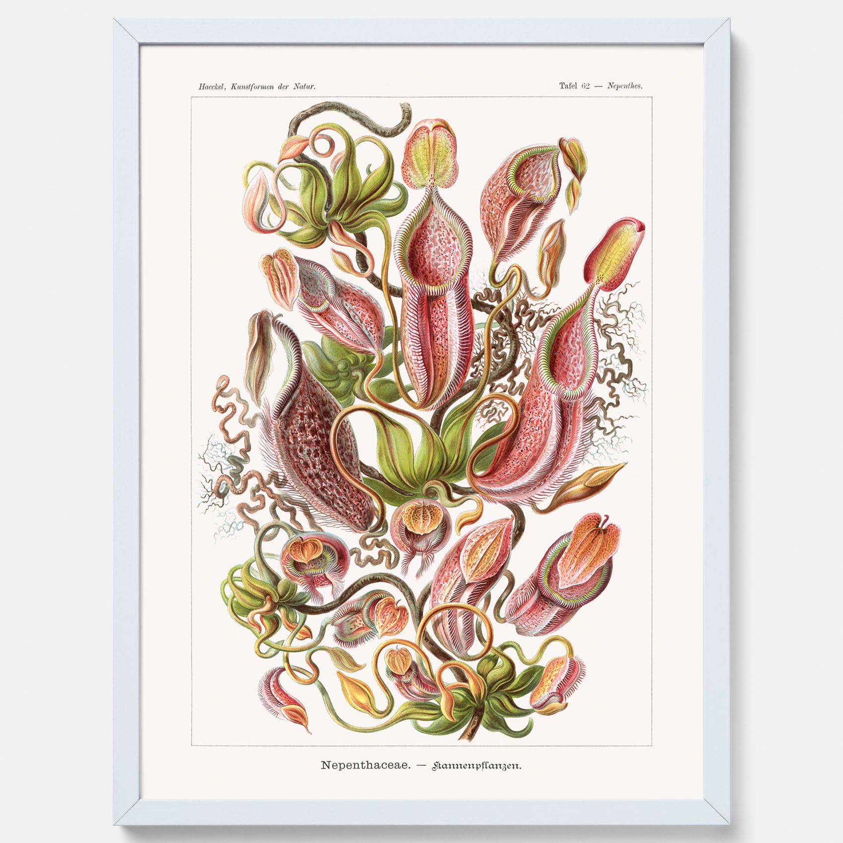 Vintageposter med en gammal illustration av kannrankor ritad av tyska biologen Ernst Haeckel år 1908