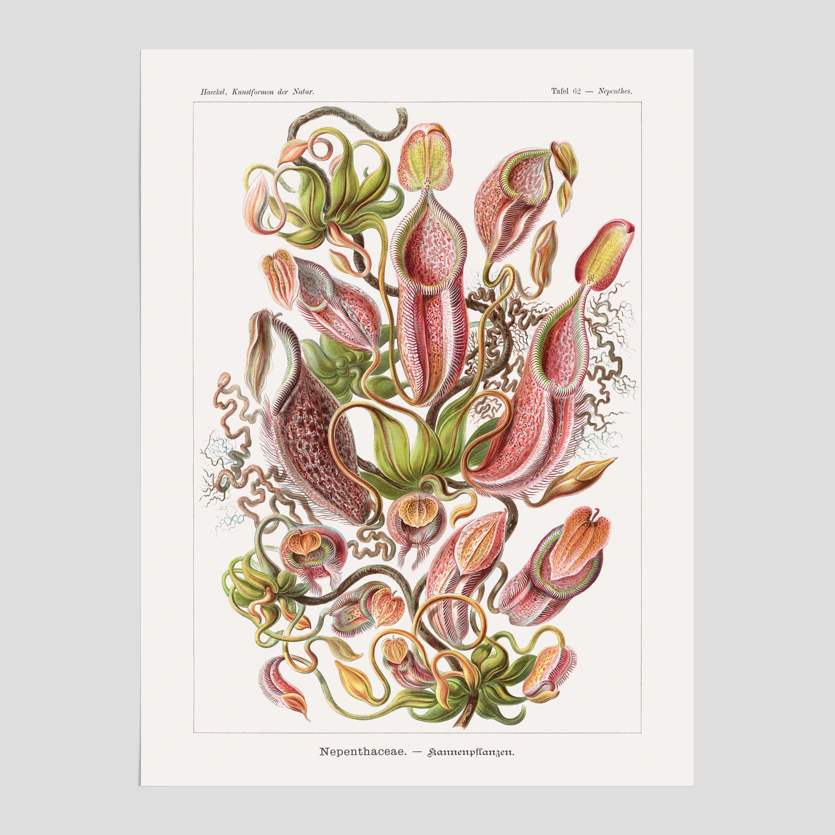 Vintageposter med en gammal illustration av kannrankor ritad av tyska biologen Ernst Haeckel år 1909
