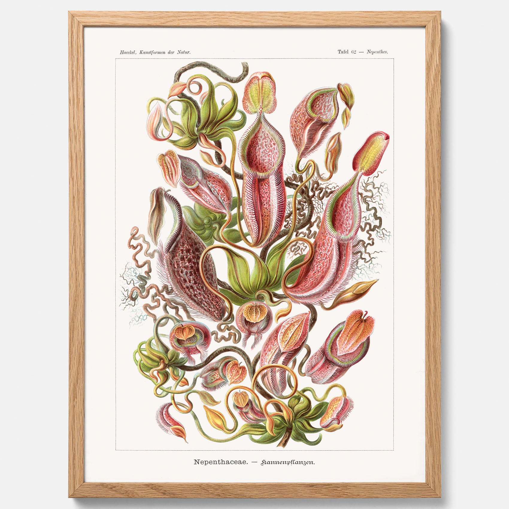 Vintageposter med en gammal illustration av kannrankor ritad av tyska biologen Ernst Haeckel år 1910